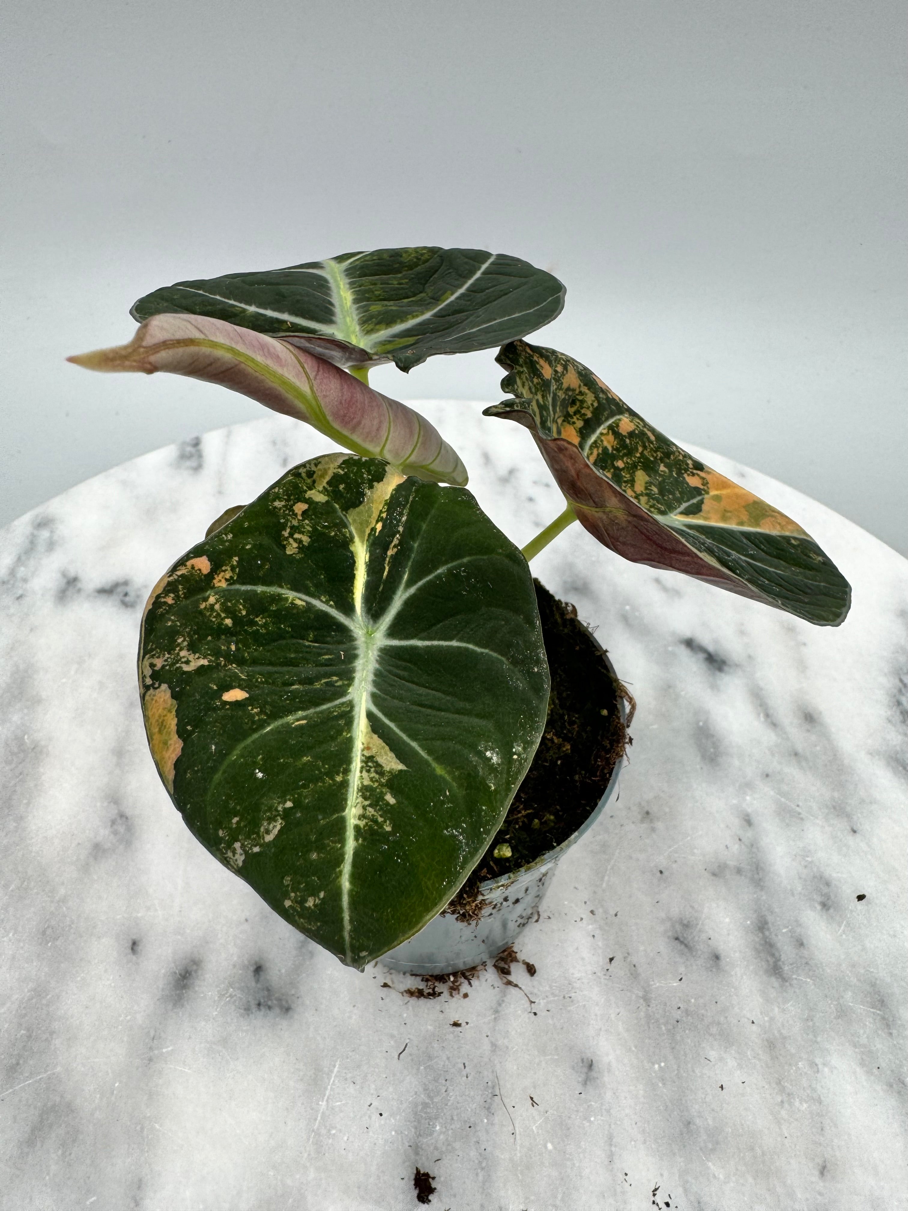 Alocasia black velvet aurea variegata (eitjes, knolletjes)