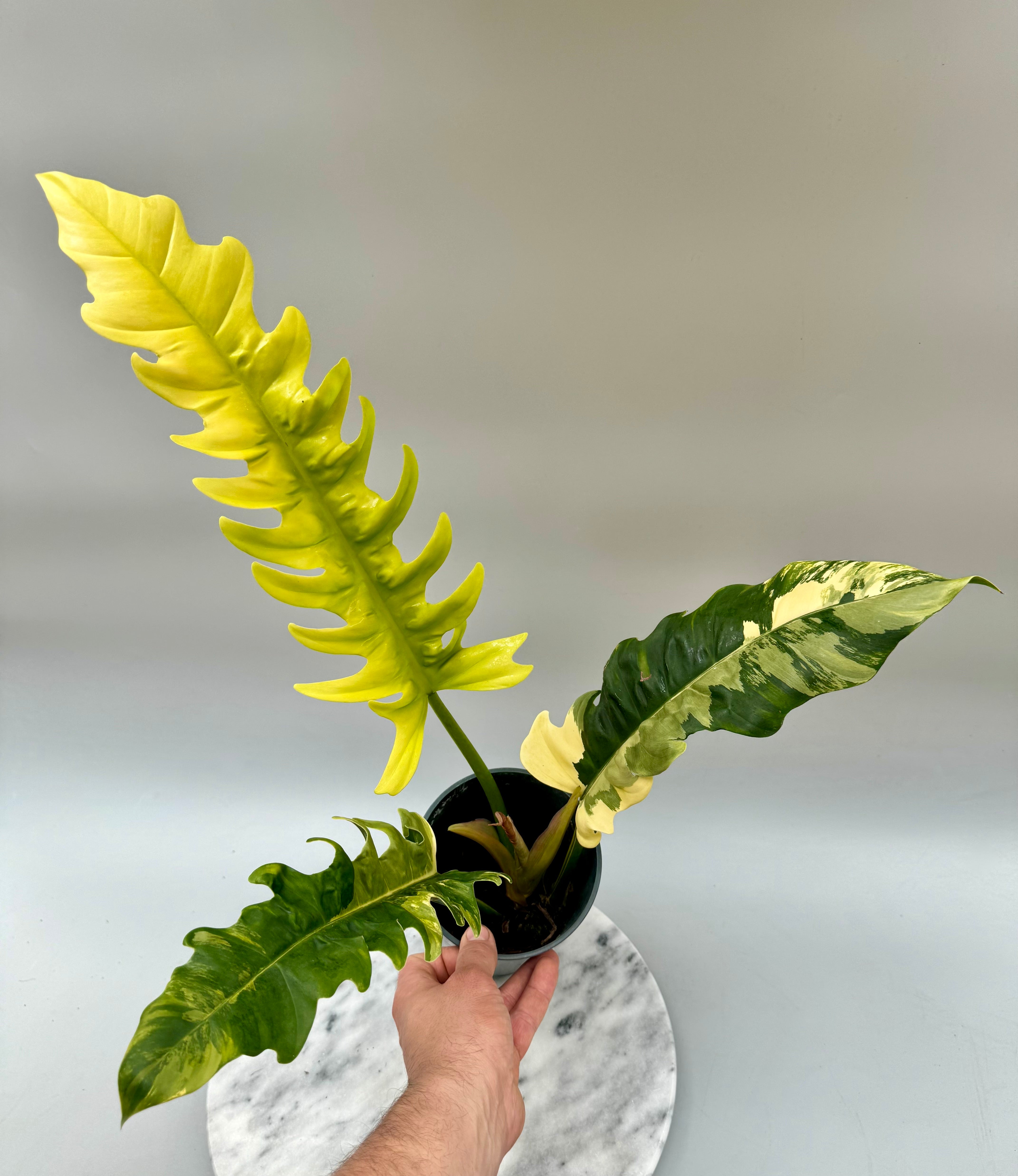 Philodendron Ring Of Fire "Tricolor"