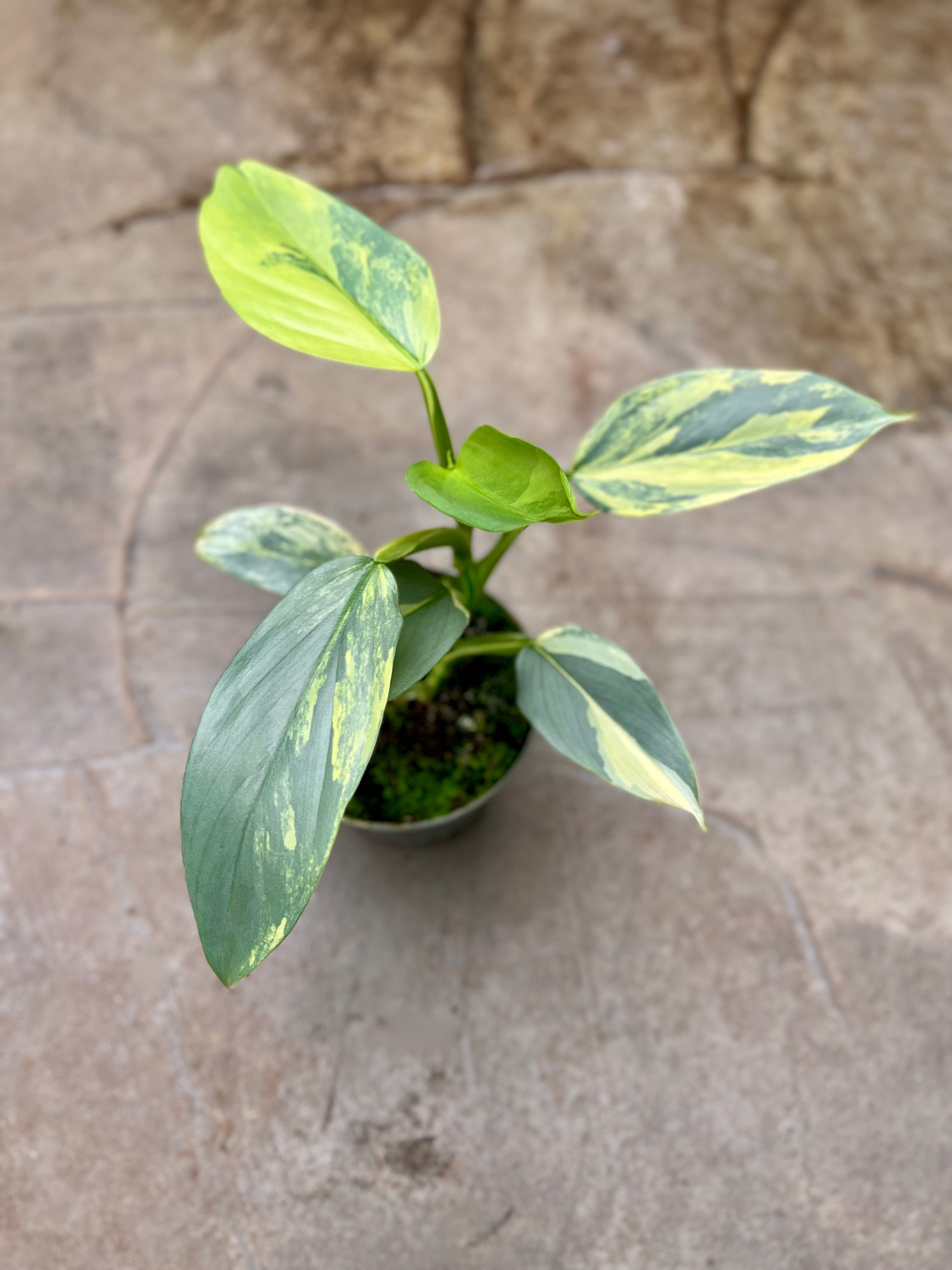 Philodendron Silver Sword Variegata