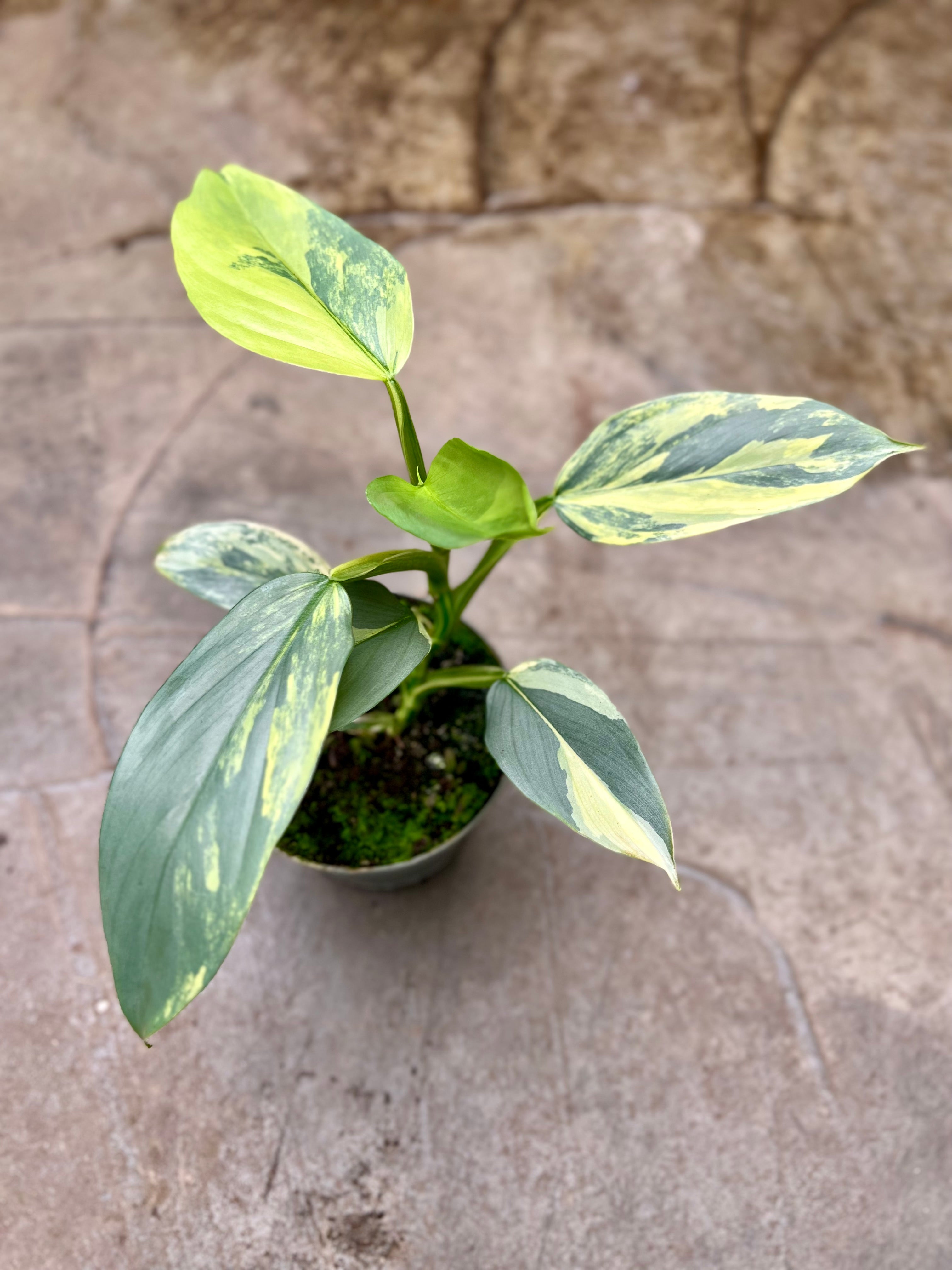 Philodendron Silver Sword Variegata