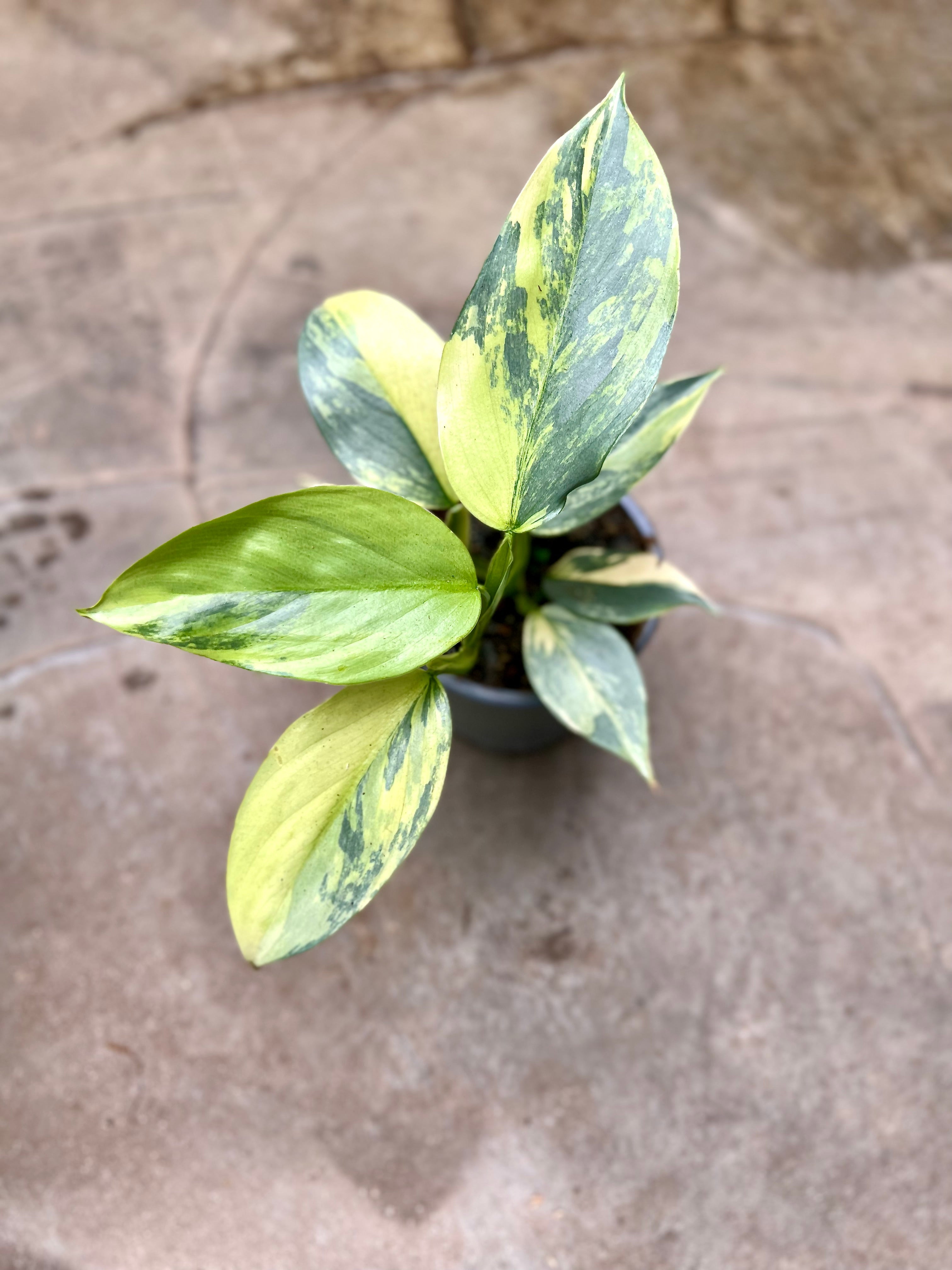 silver sword philodendron yellow leaves Philodendron Silver Sword Variegata