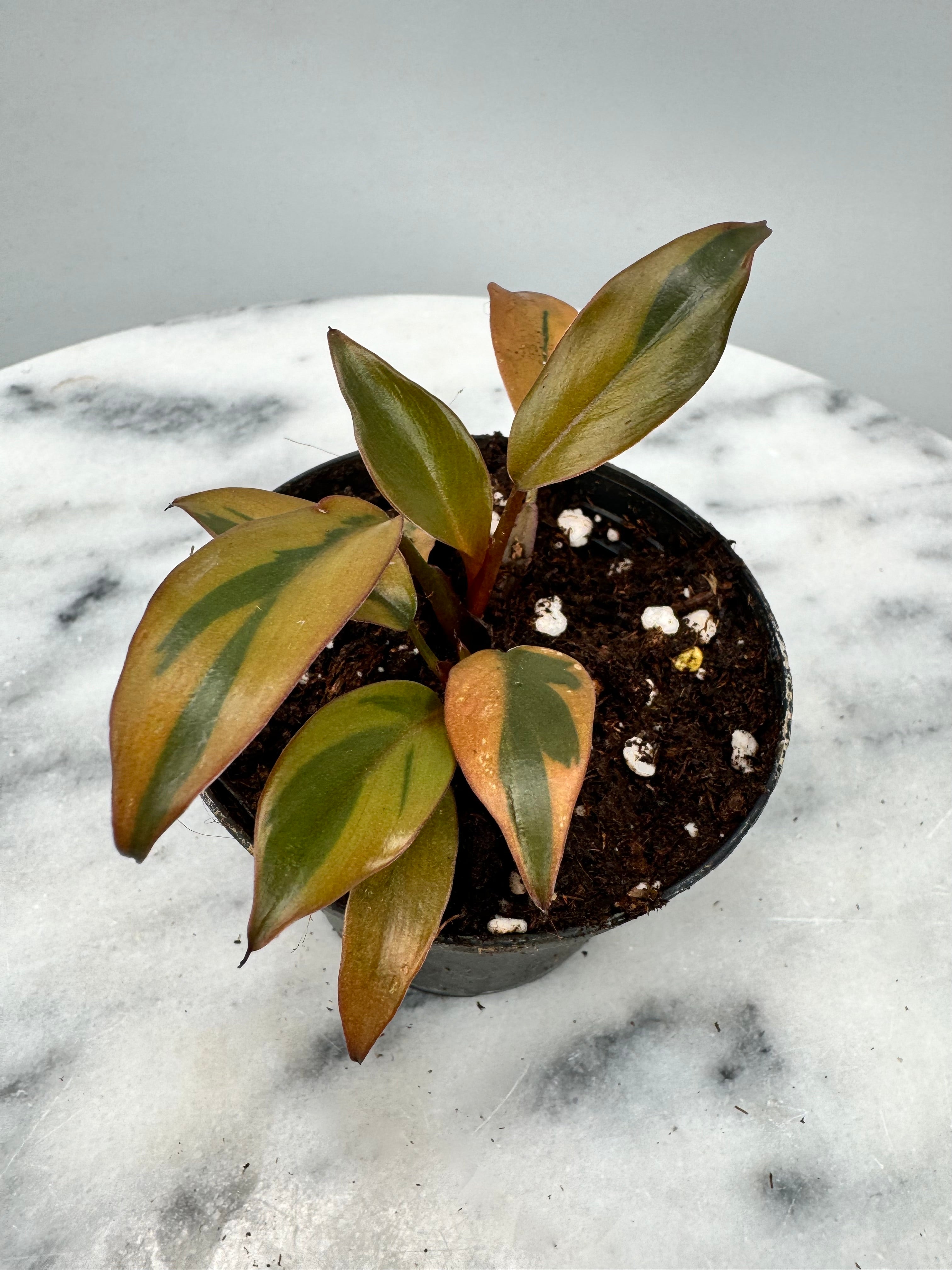 Philodendron "Black Cardinal" Variegated ‘Small Size’