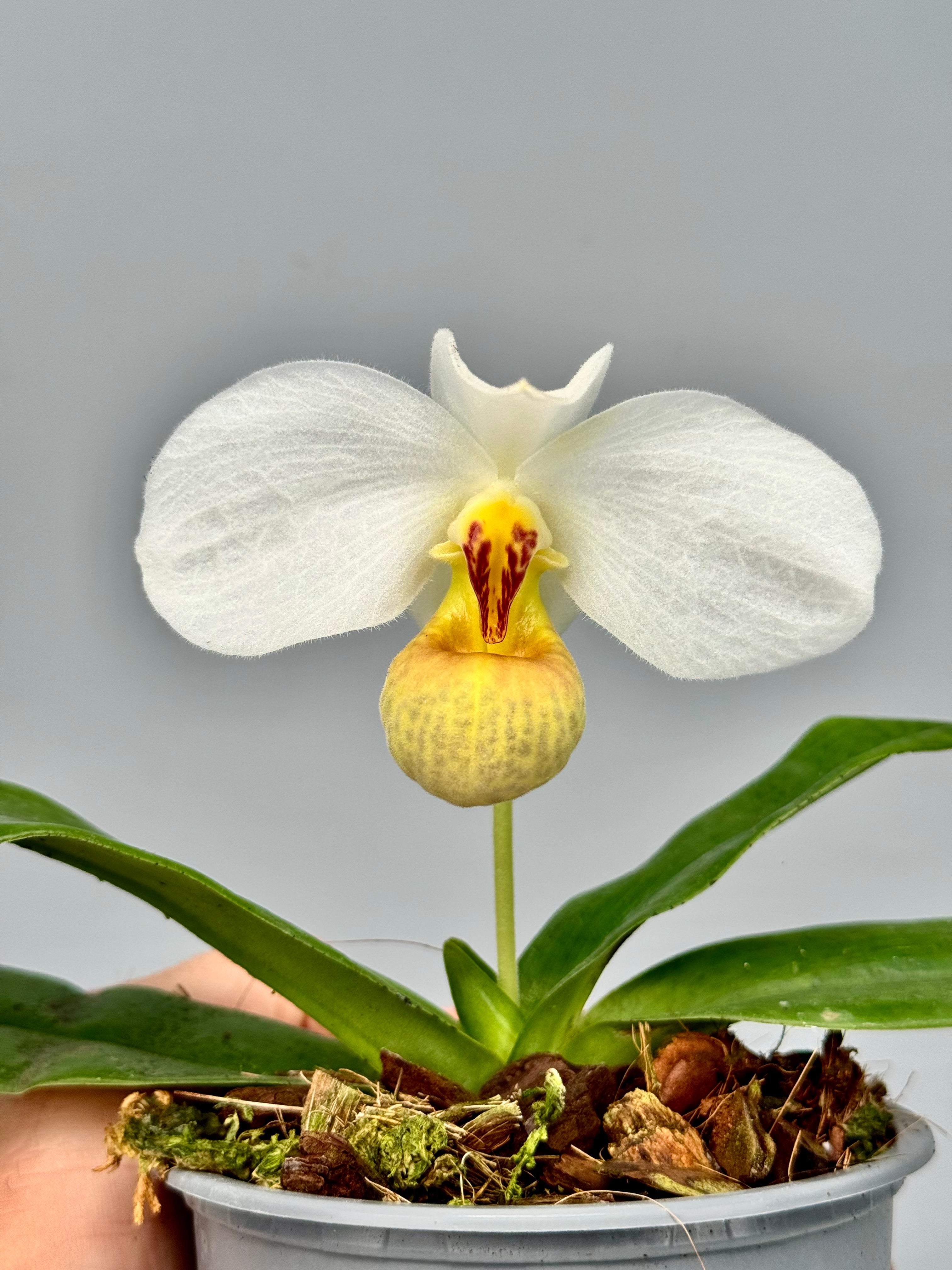 Paphiopedilum emersonii