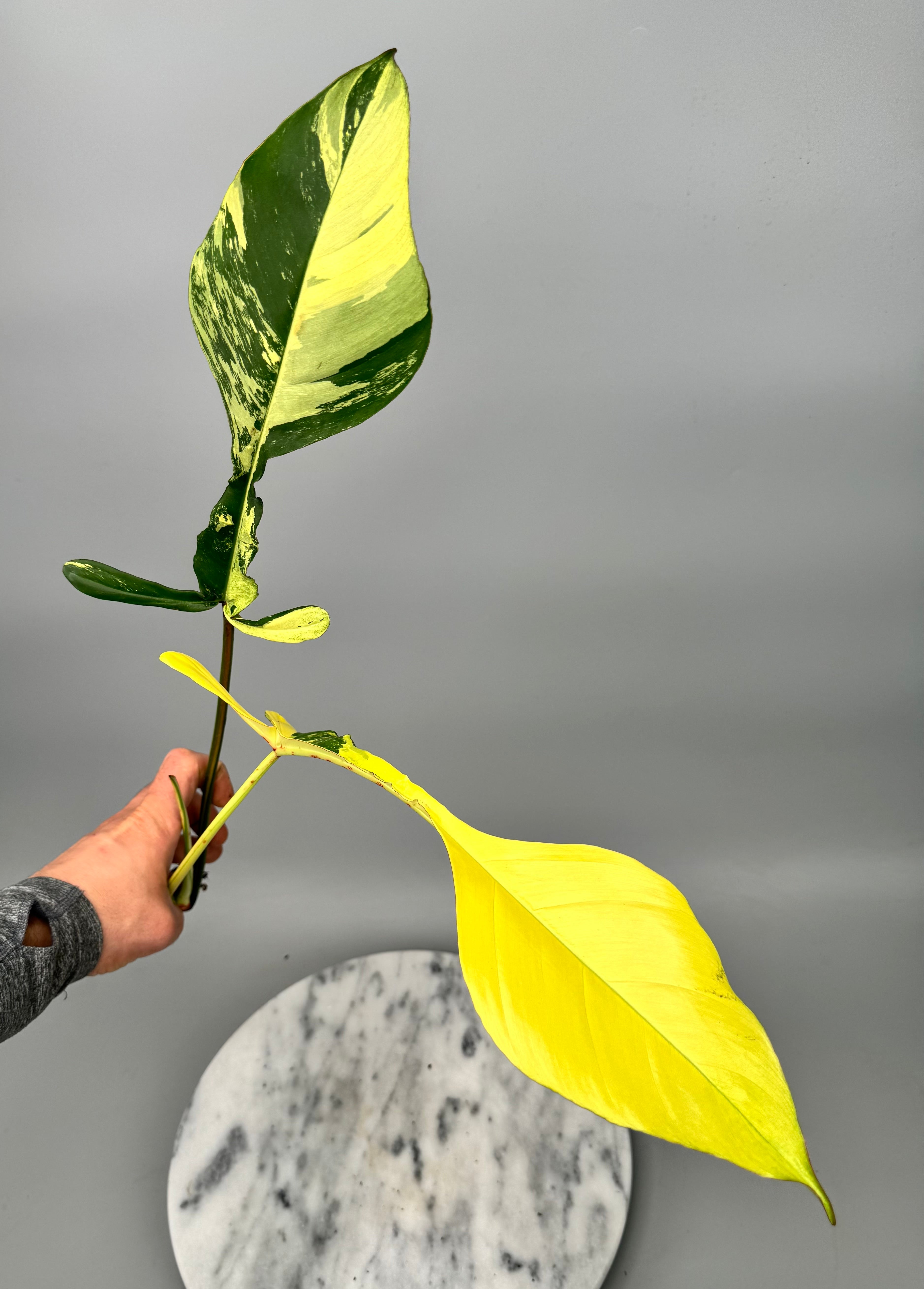 Philodendron joepii Variegated