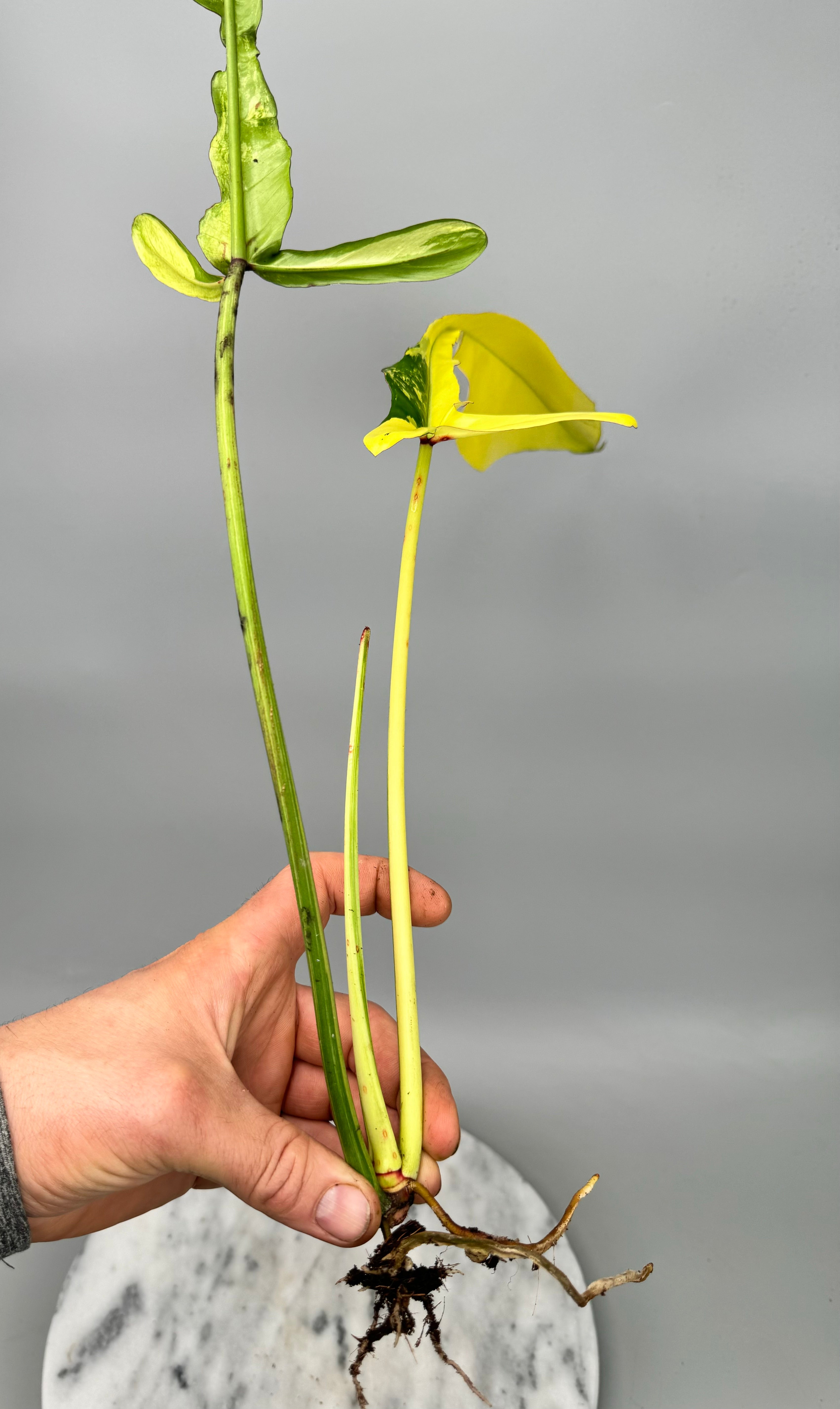 Philodendron joepii Variegated