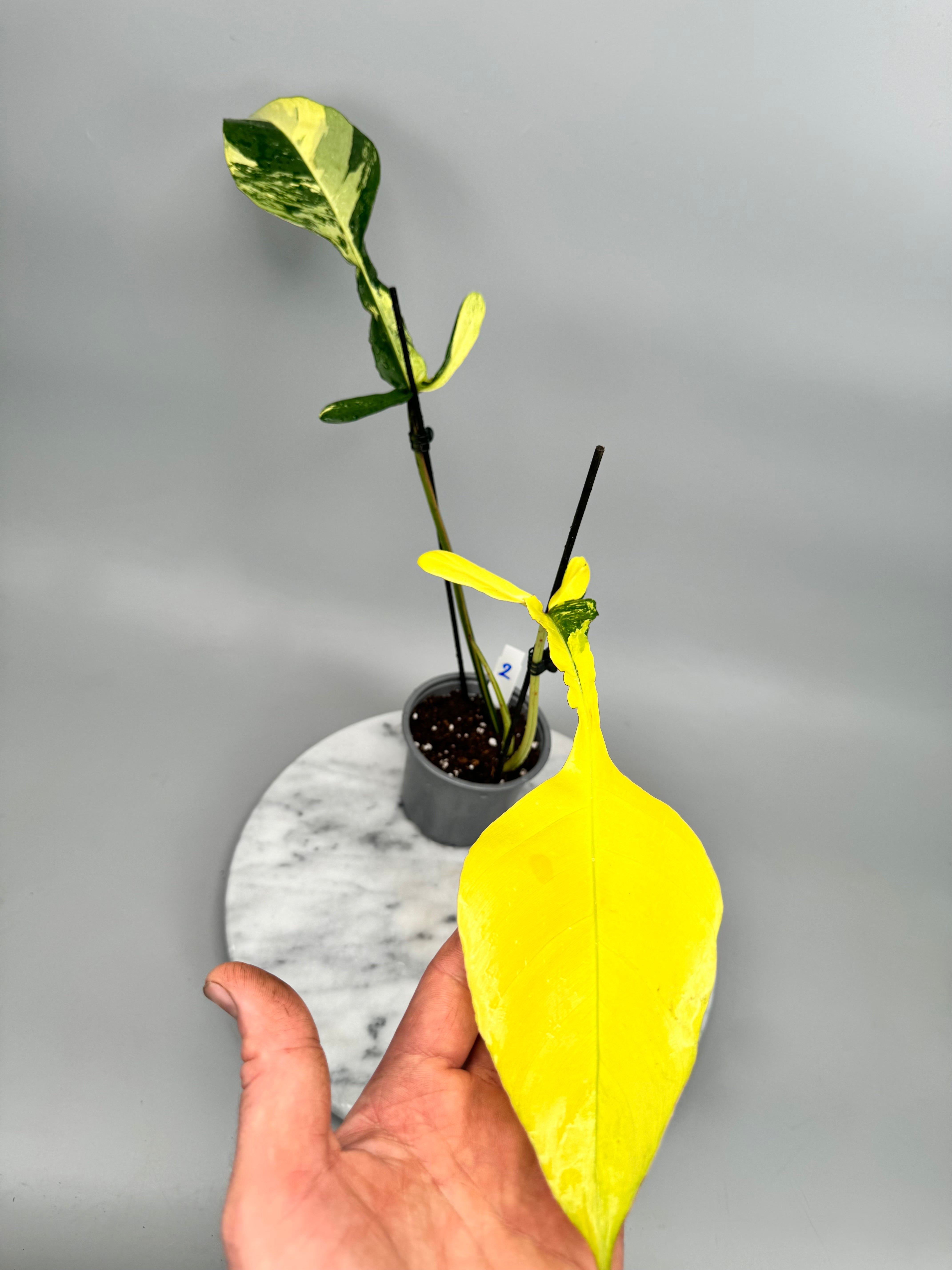 philodendron joepii variegated Philodendron joepii Variegated