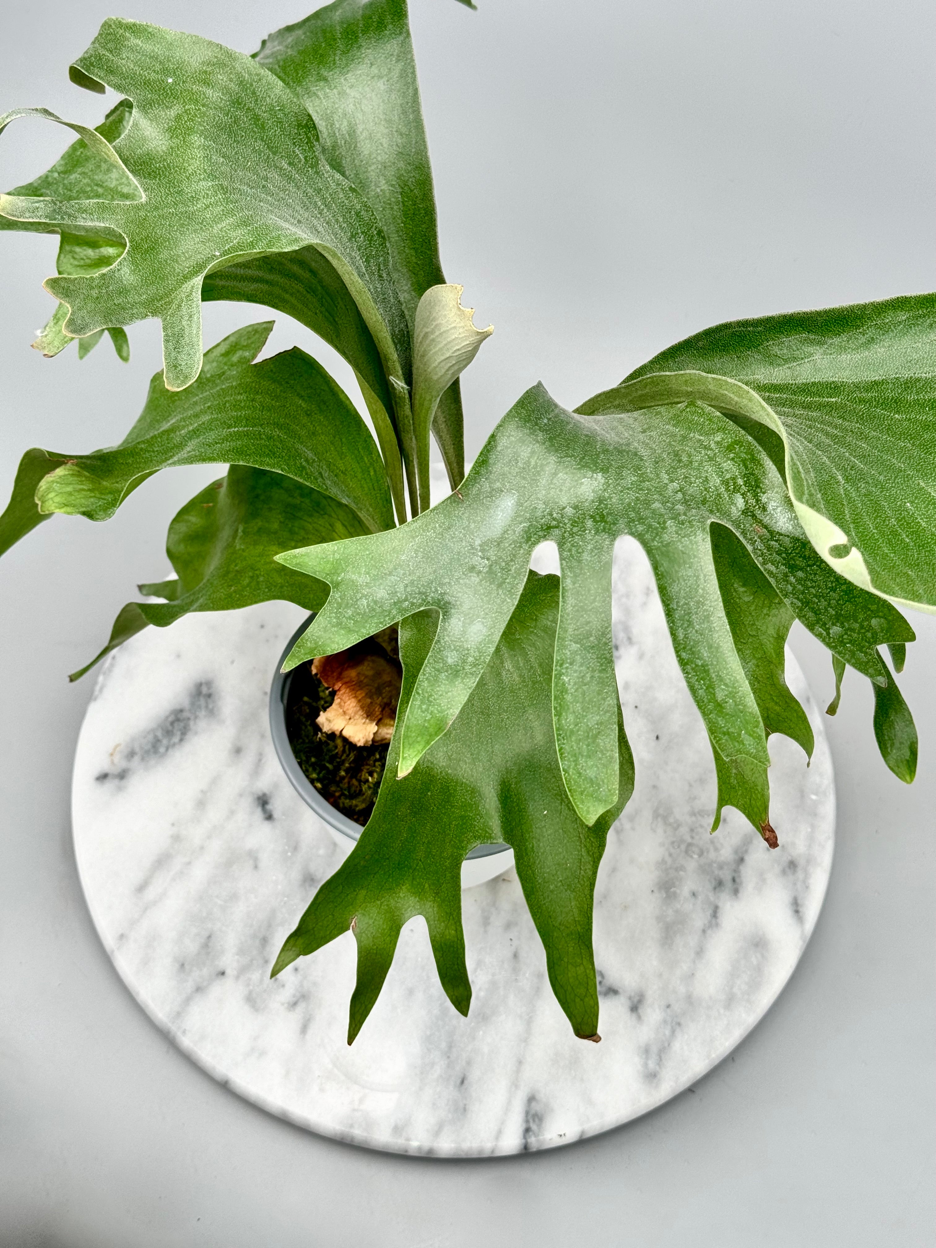 Platycerium hillii "Hula Hand"