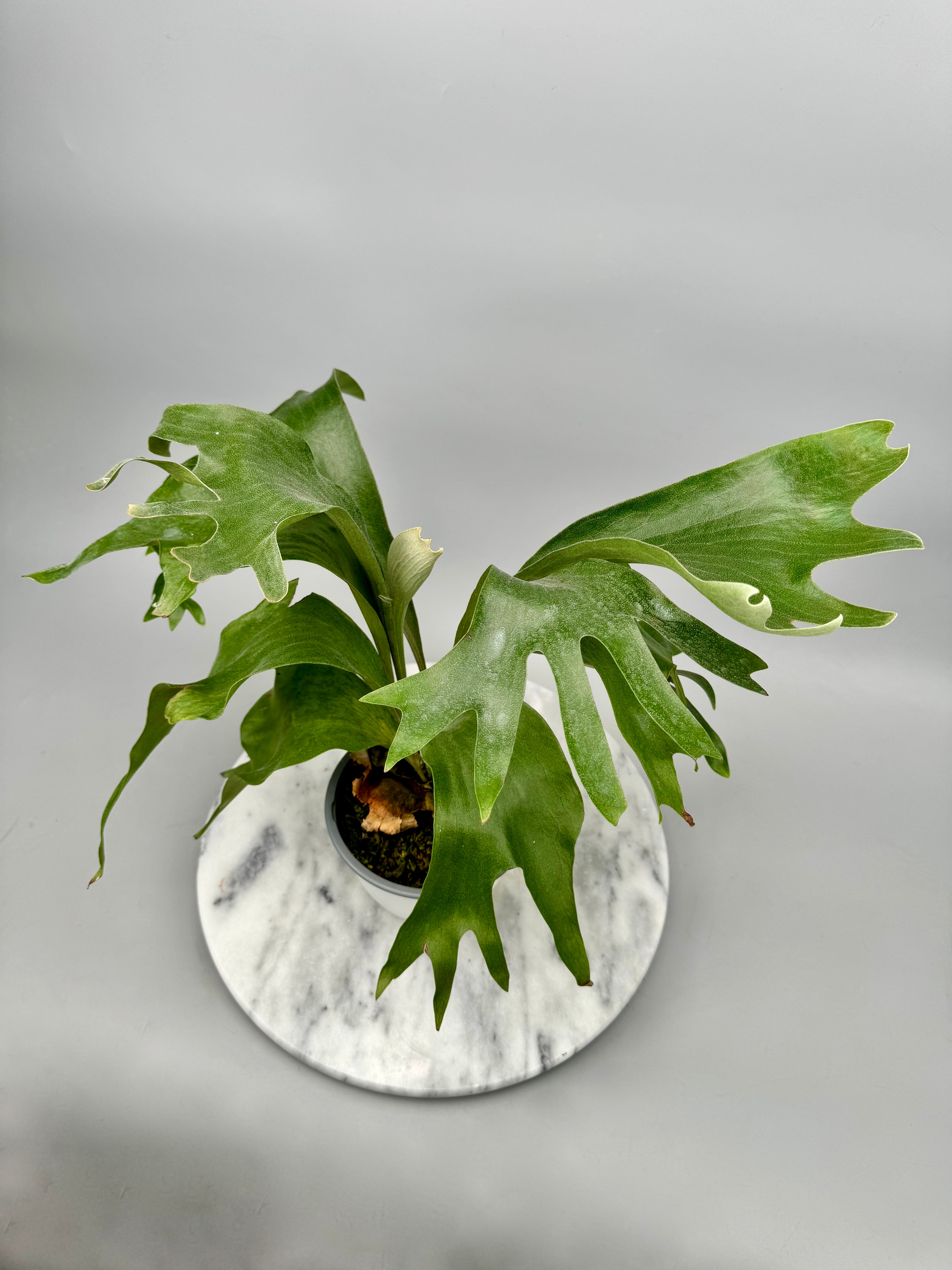 Platycerium hillii "Hula Hand"