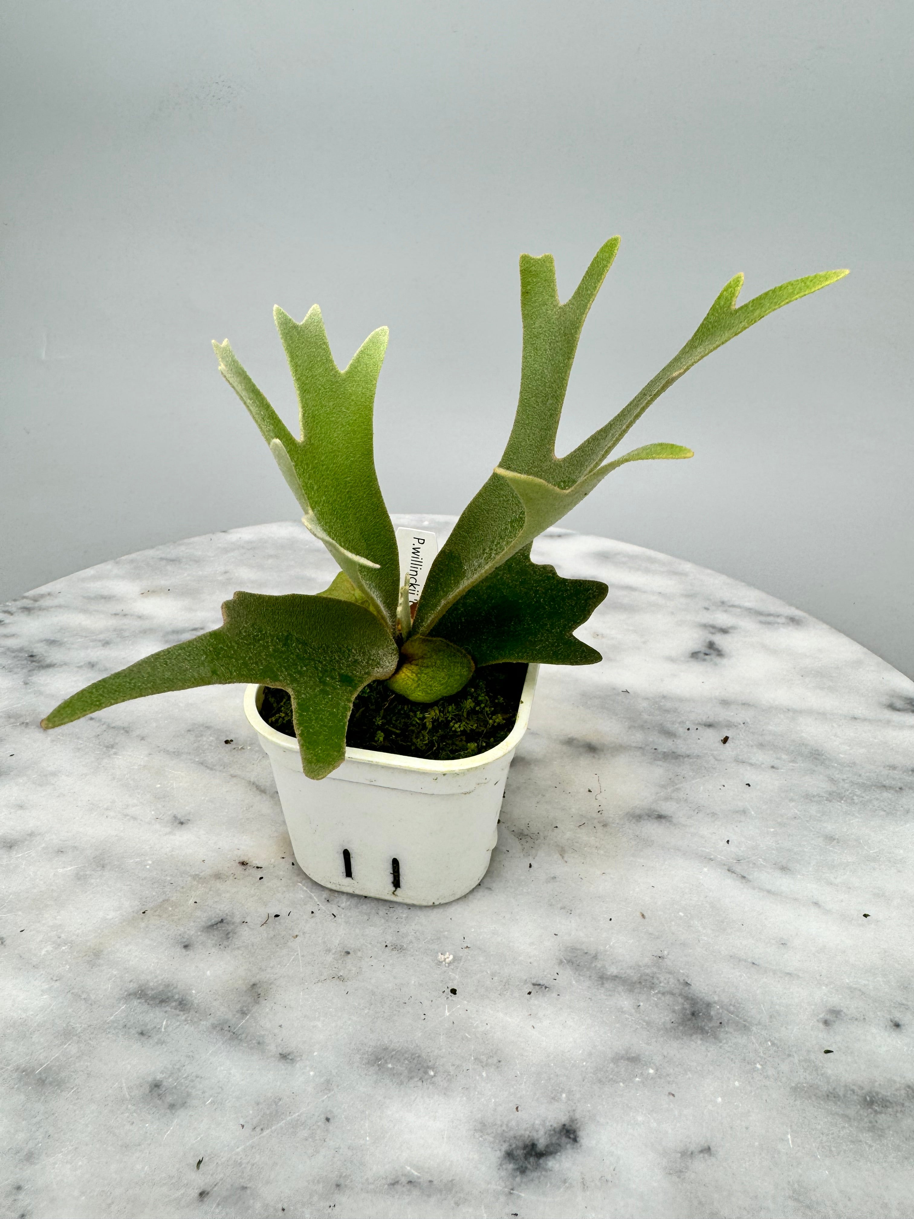 Platycerium willinckii "OMG"