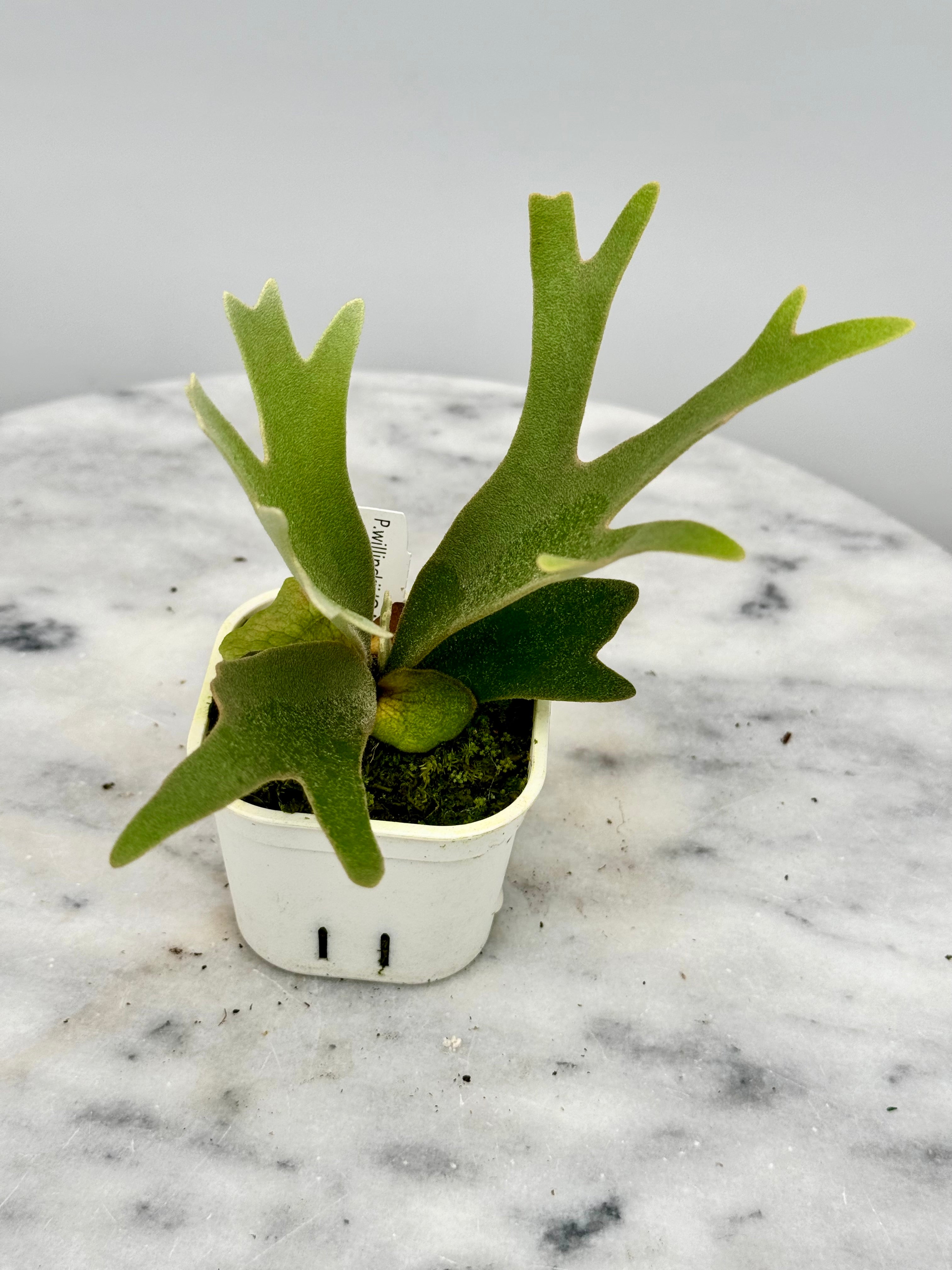 Platycerium willinckii "OMG"