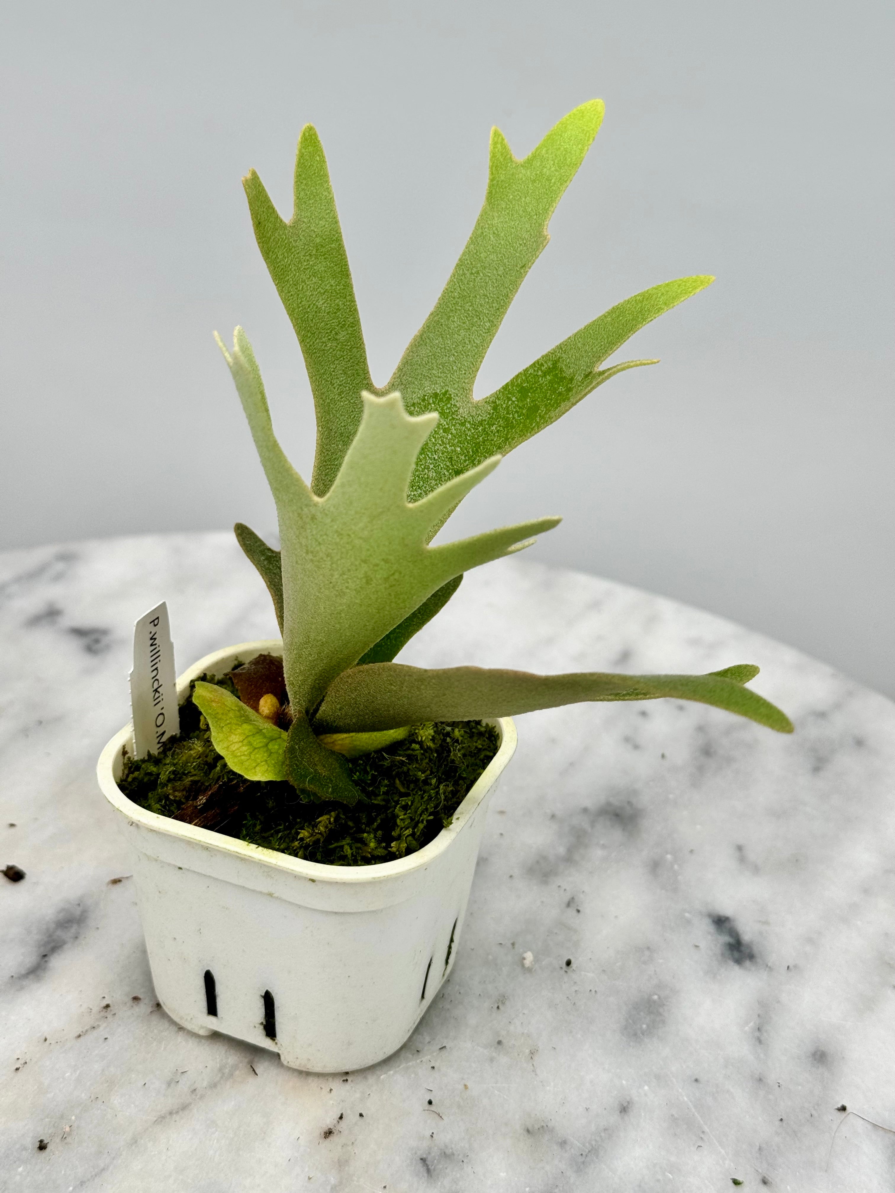 Platycerium willinckii "OMG"