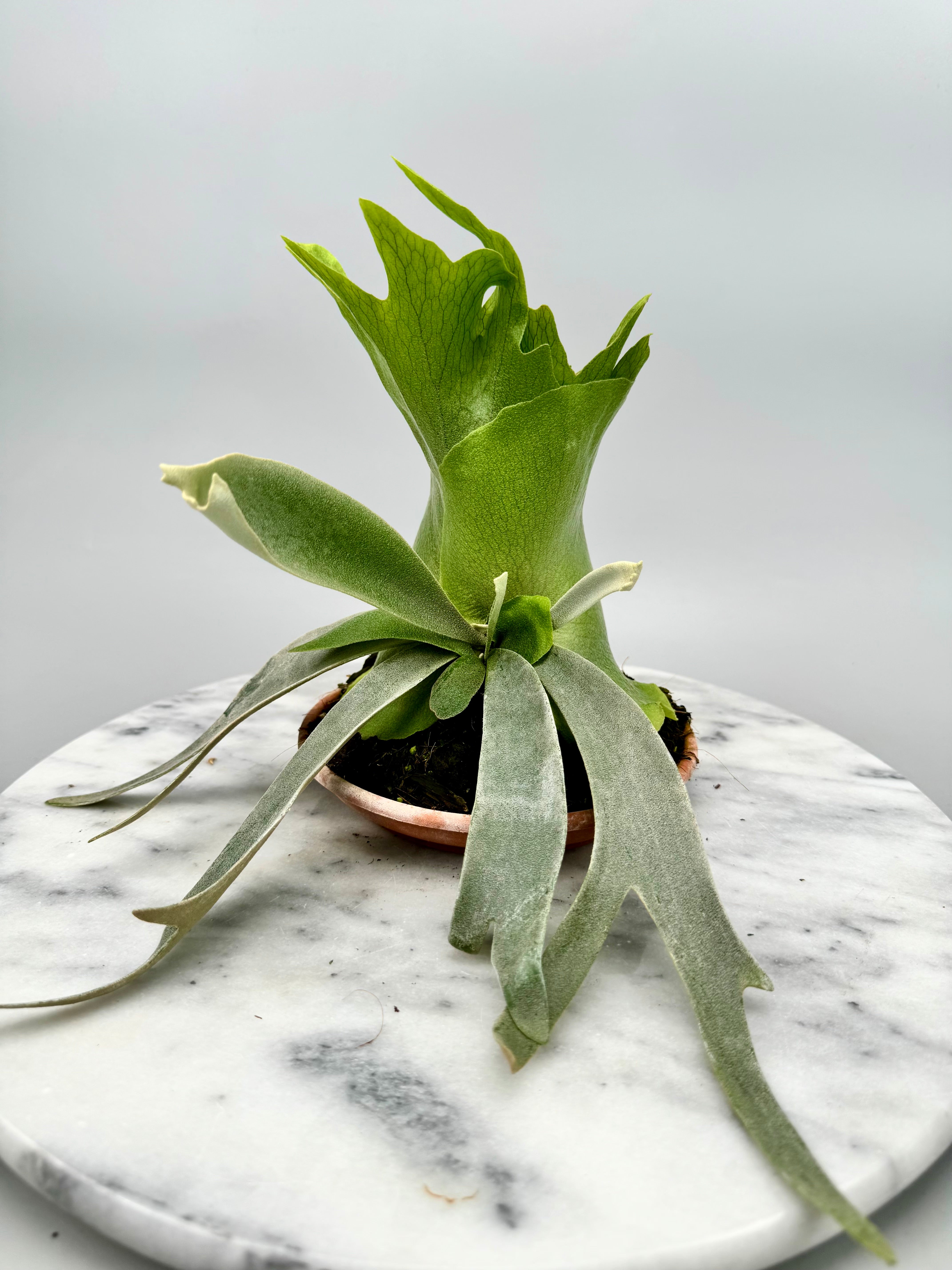 Platycerium willinckii Dwarf (Nr 1)