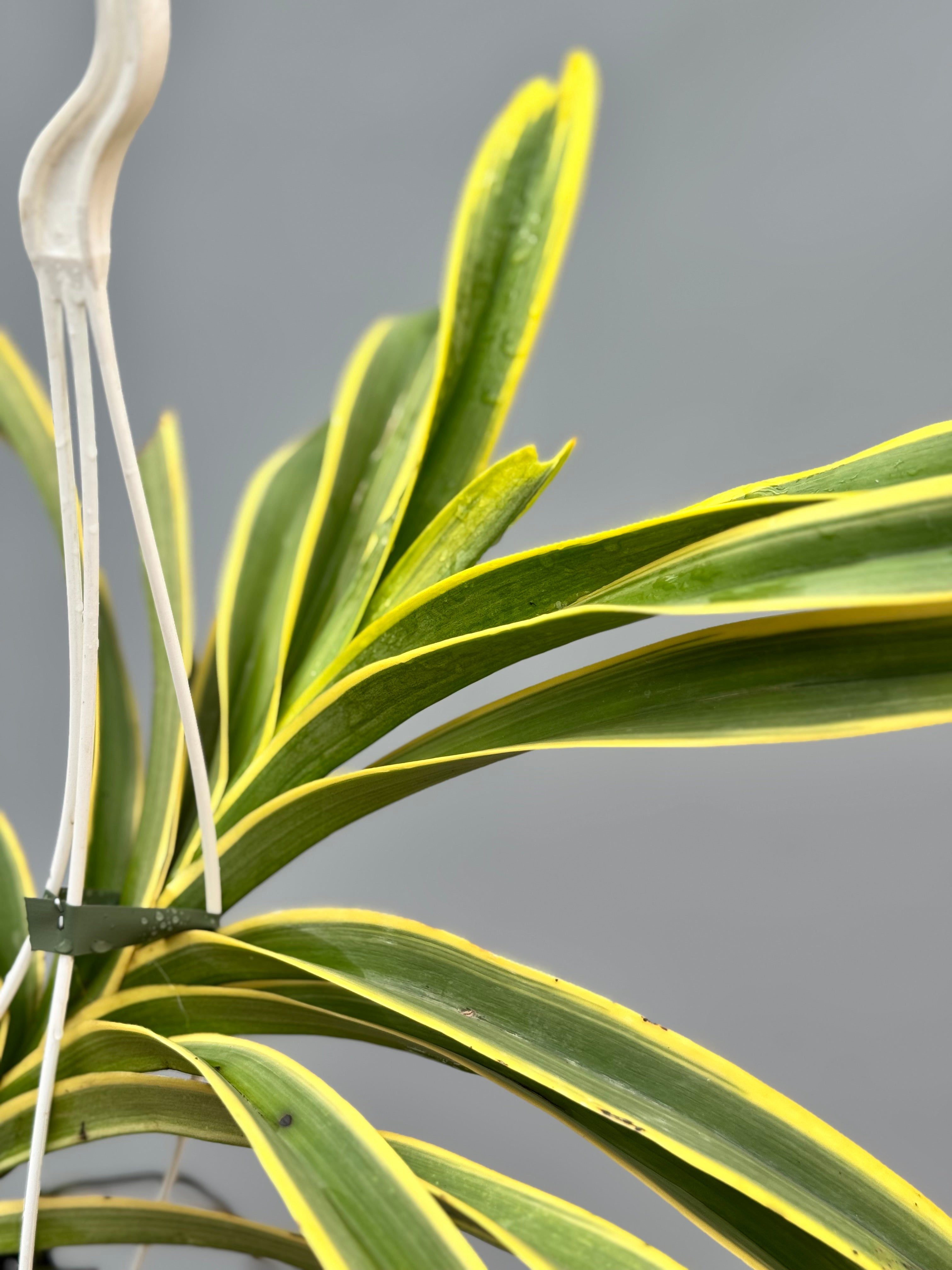 Vanda Rare Variegata Specie (werkelijke extreem zeldzaam)