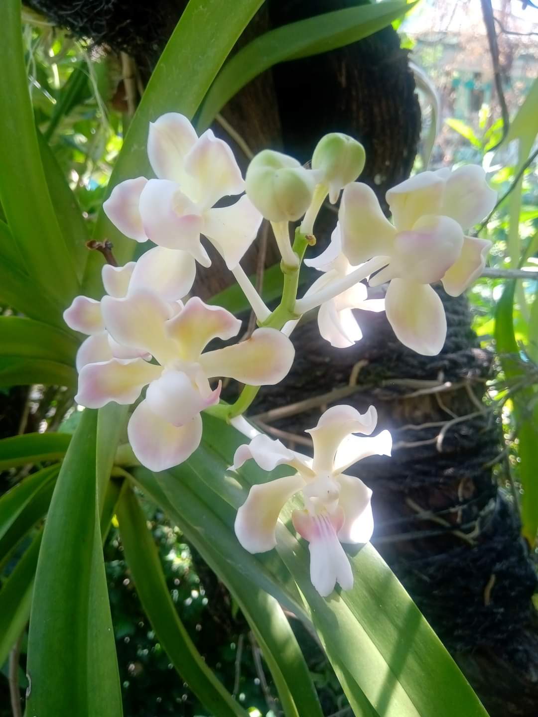 Vanda tricolor var. Alba (werkelijke alba, extreem zeldzaam)