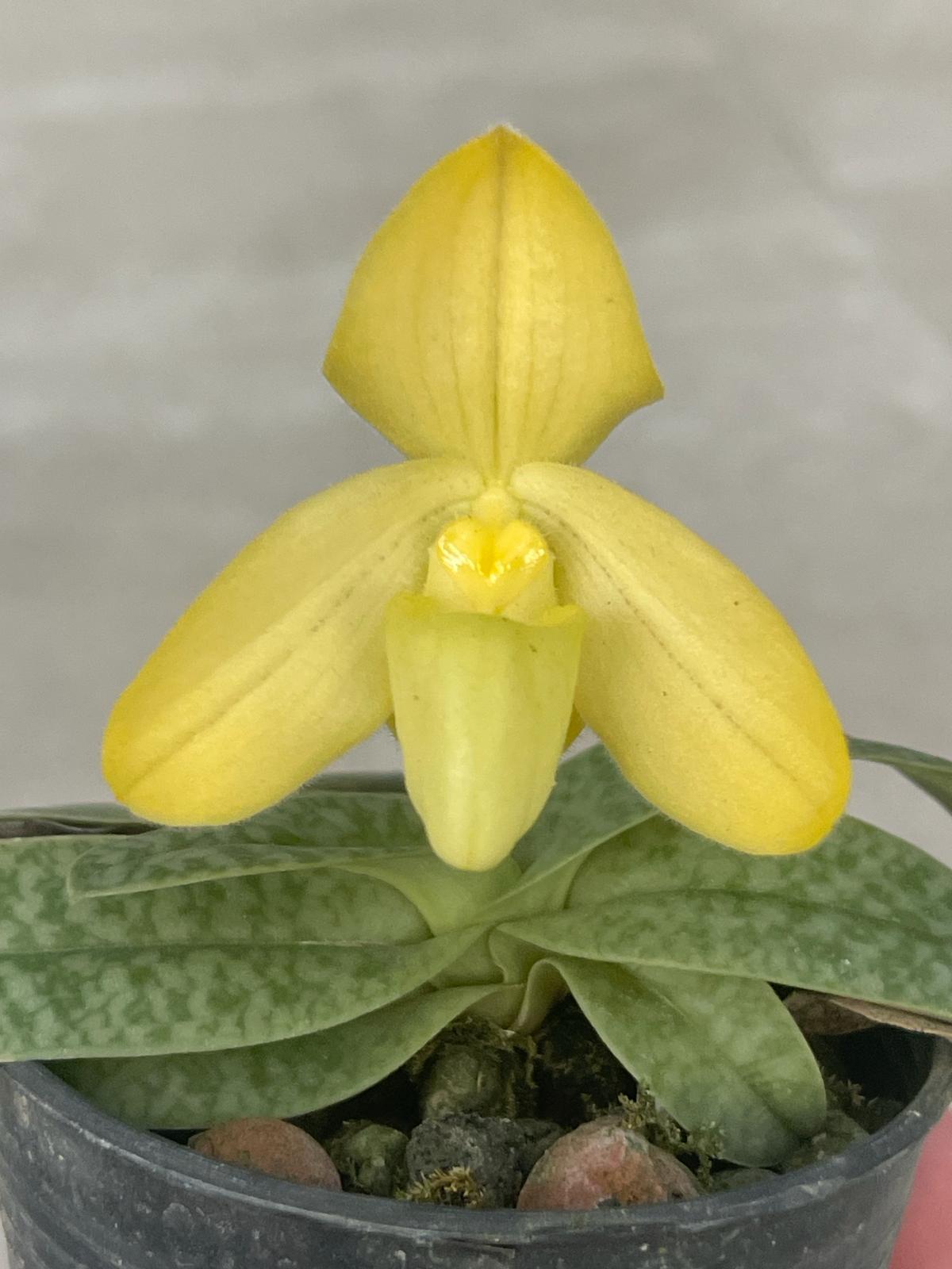 Paphiopedilum concolor striatum alba