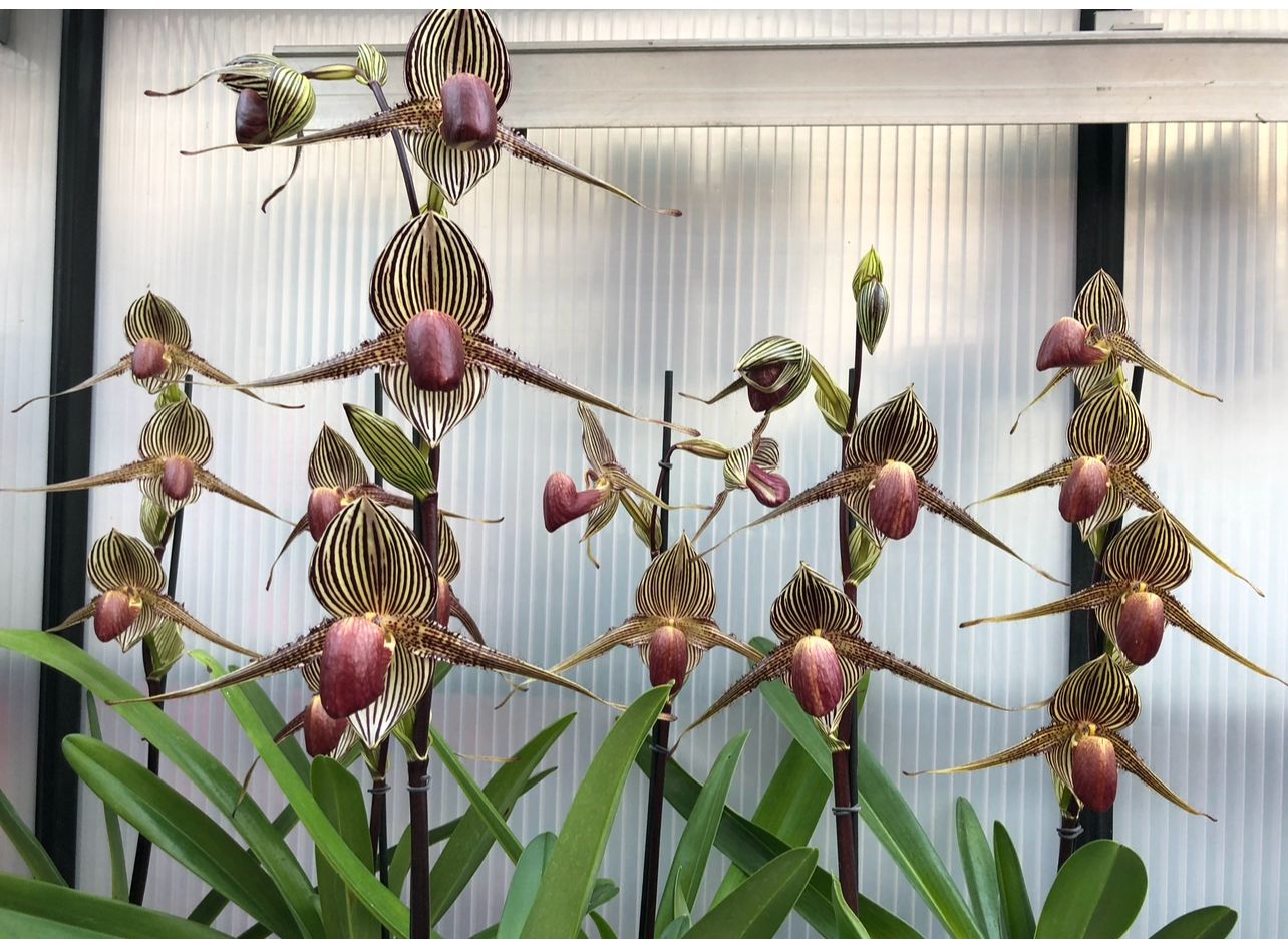 Paphiopedilum rothschildianum 'Triple Five Remake'