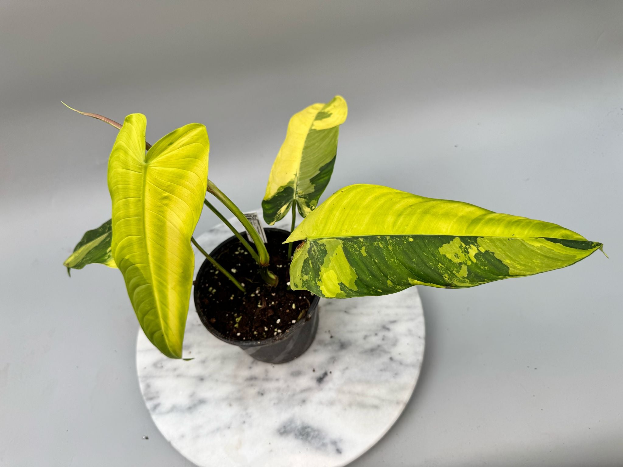 Philodendron sharoniae Mosquera Variegata "Almost Full Moon"