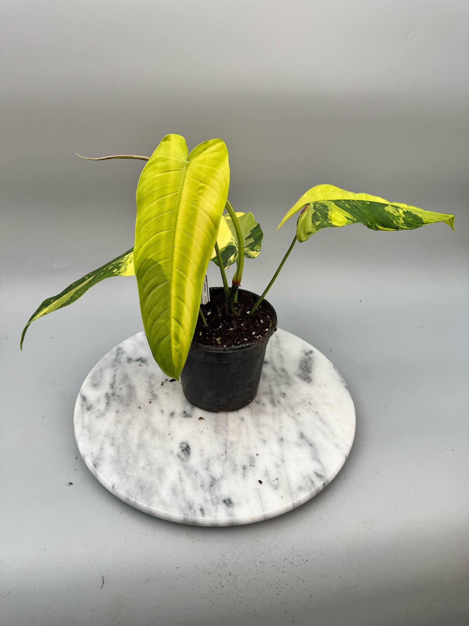 philodendron sharoniae for sale Philodendron sharoniae Mosquera Variegata "Almost Full Moon"