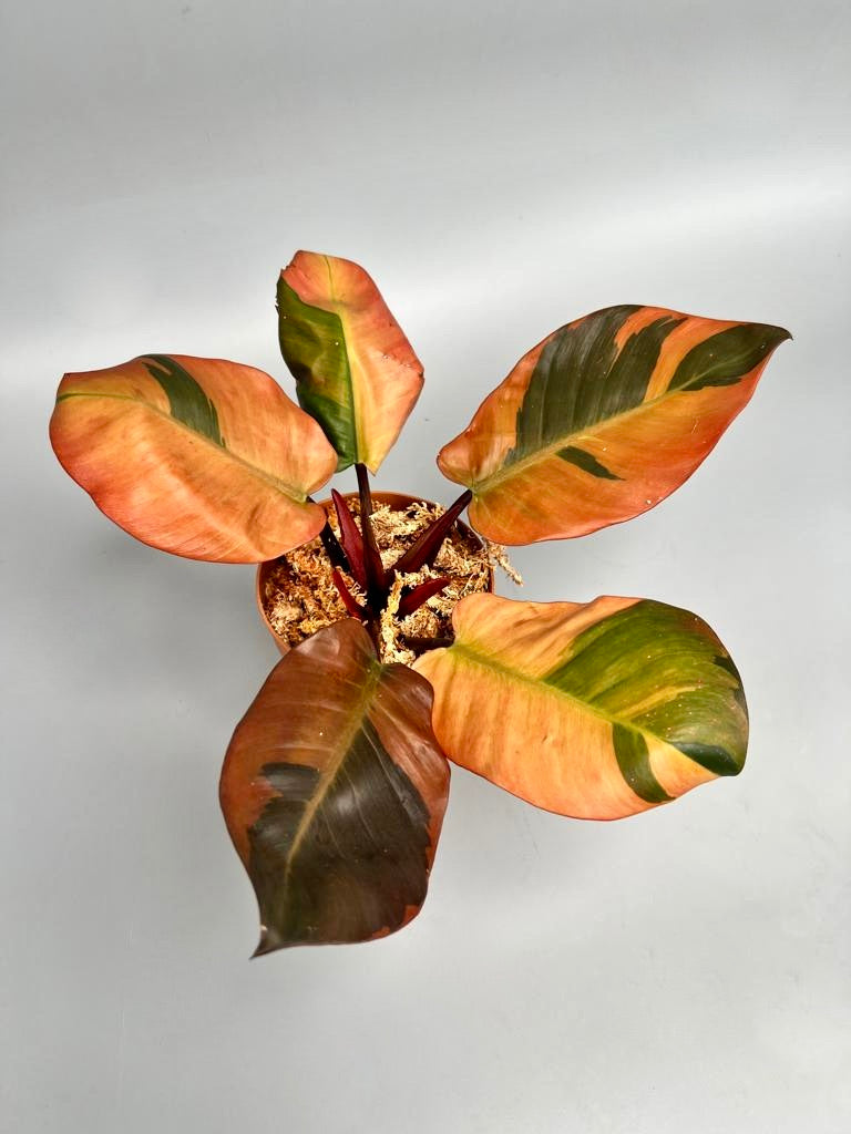 variegated black cardinal philodendron Philodendron "Black Cardinal" Variegated