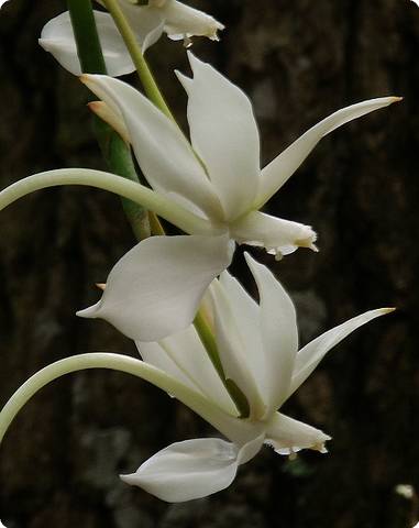 Aerangis verdickii