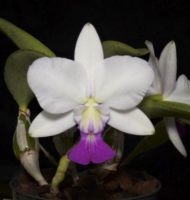 Cattleya walkeriana f. semi alba 'Tokyo No.1' AM/AOS