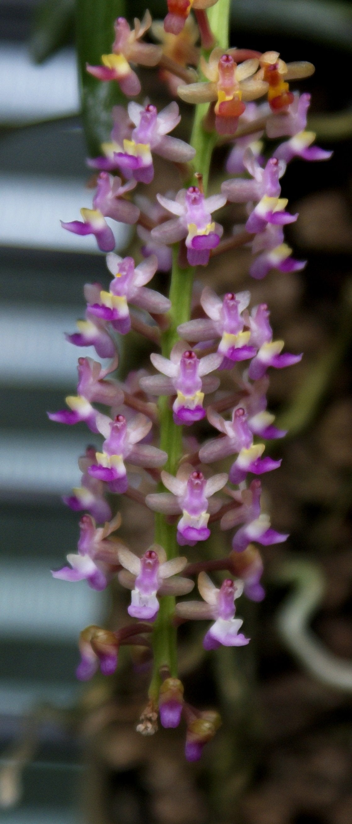 Cleisostoma arietinum