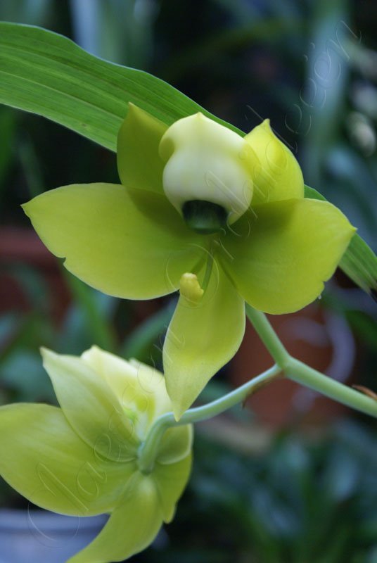 Cycnoches chlorochilon