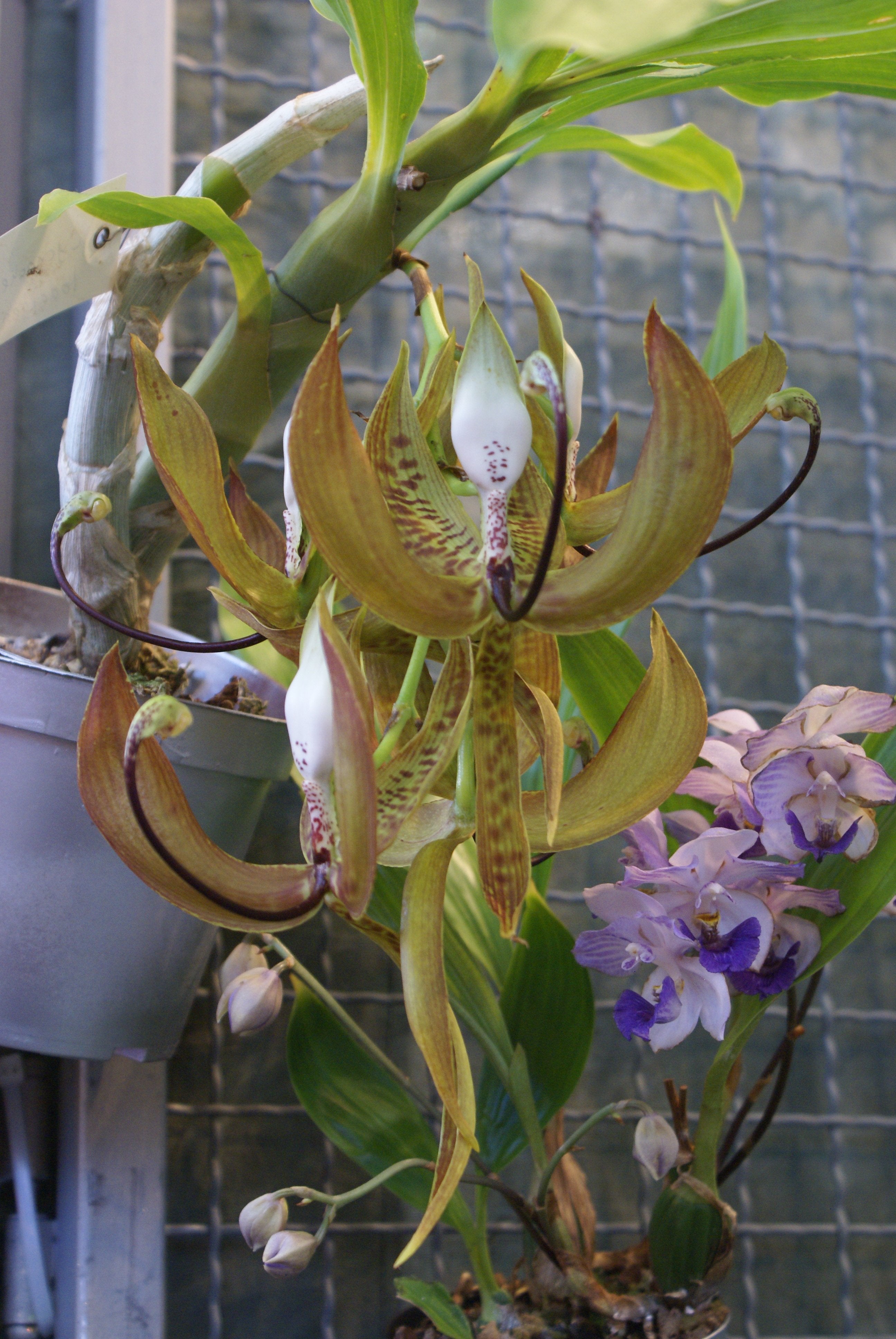 Cycnoches loddigesii