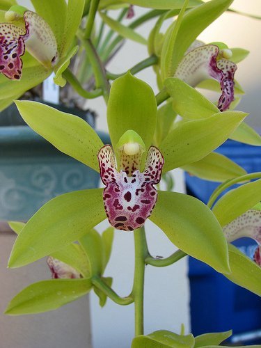 Cymbidium Cliff Hutchings "New Horizon" (Dark Leaves)