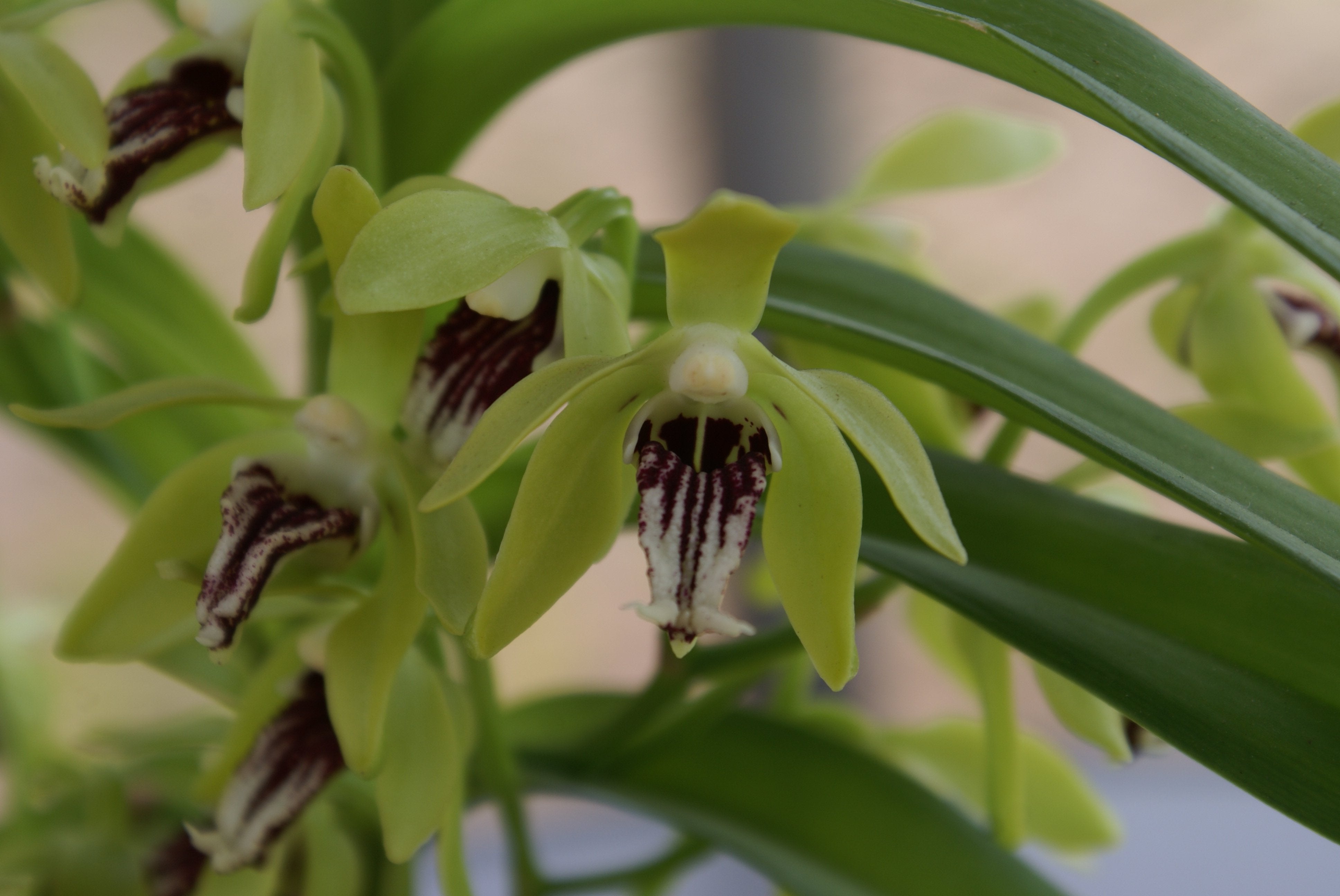 Vanda cristata (Klein pflanze)