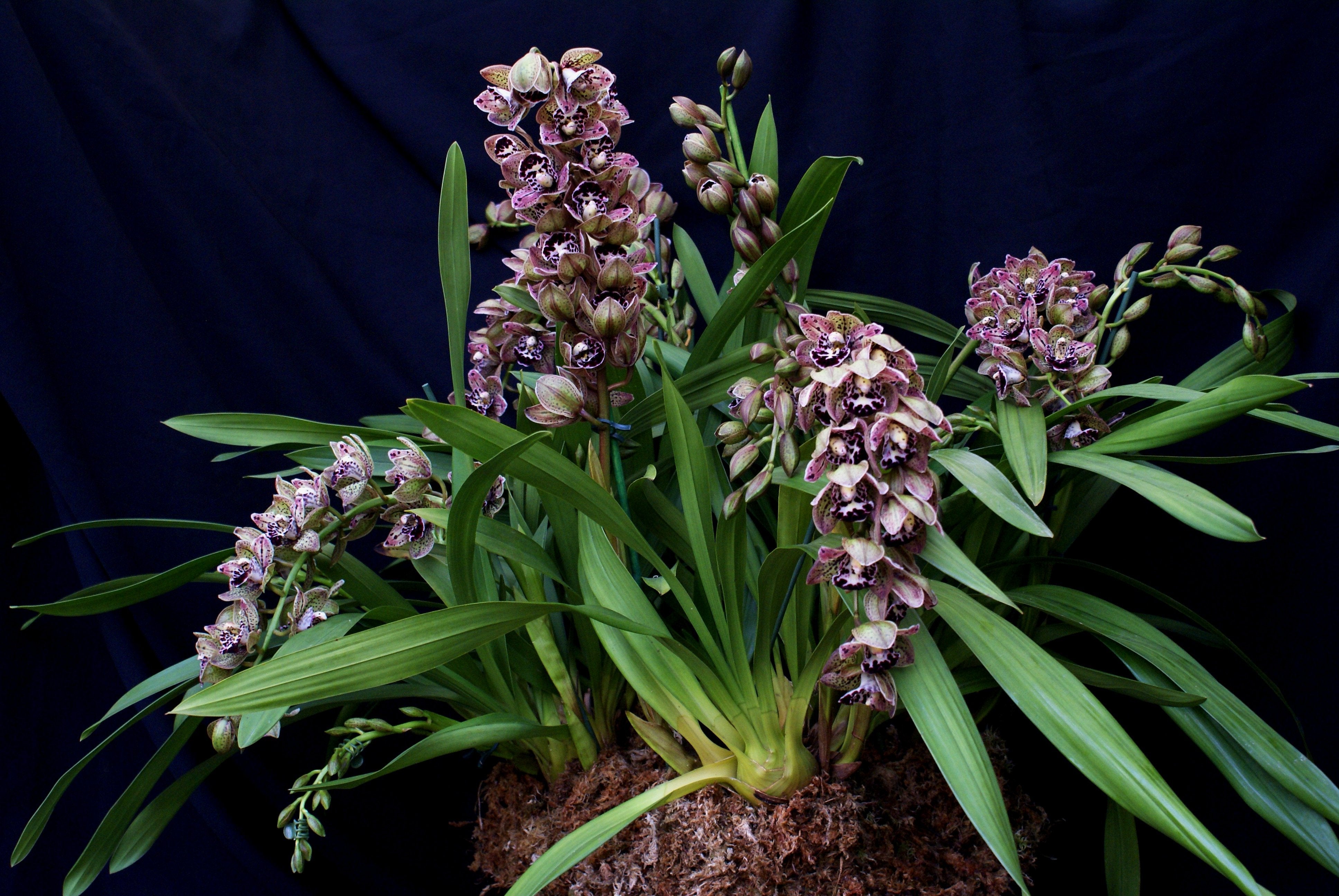 Cymbidium Vogel's Magic "Medium"