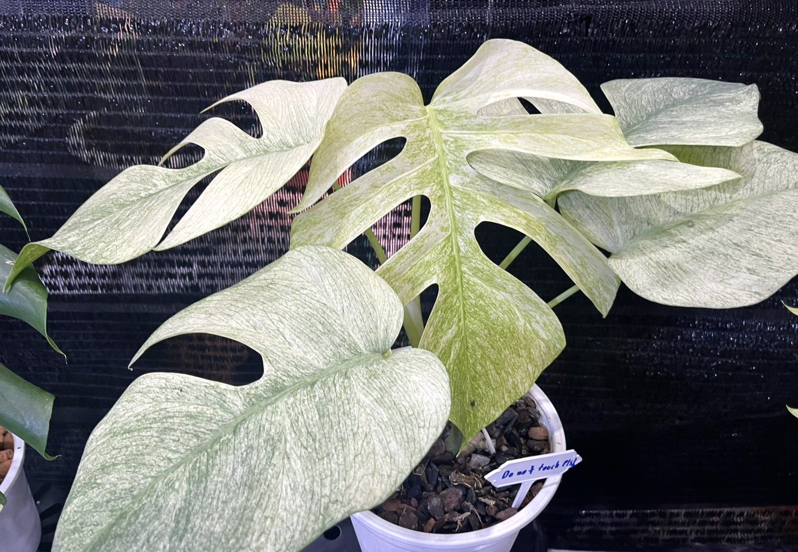 Monstera Full Mint deliciosa borsigiana Variegata