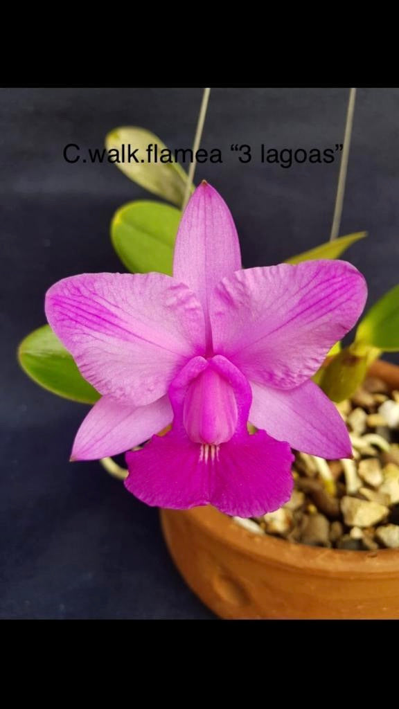 Cattleya walkeriana flamea "3 Lagoas"