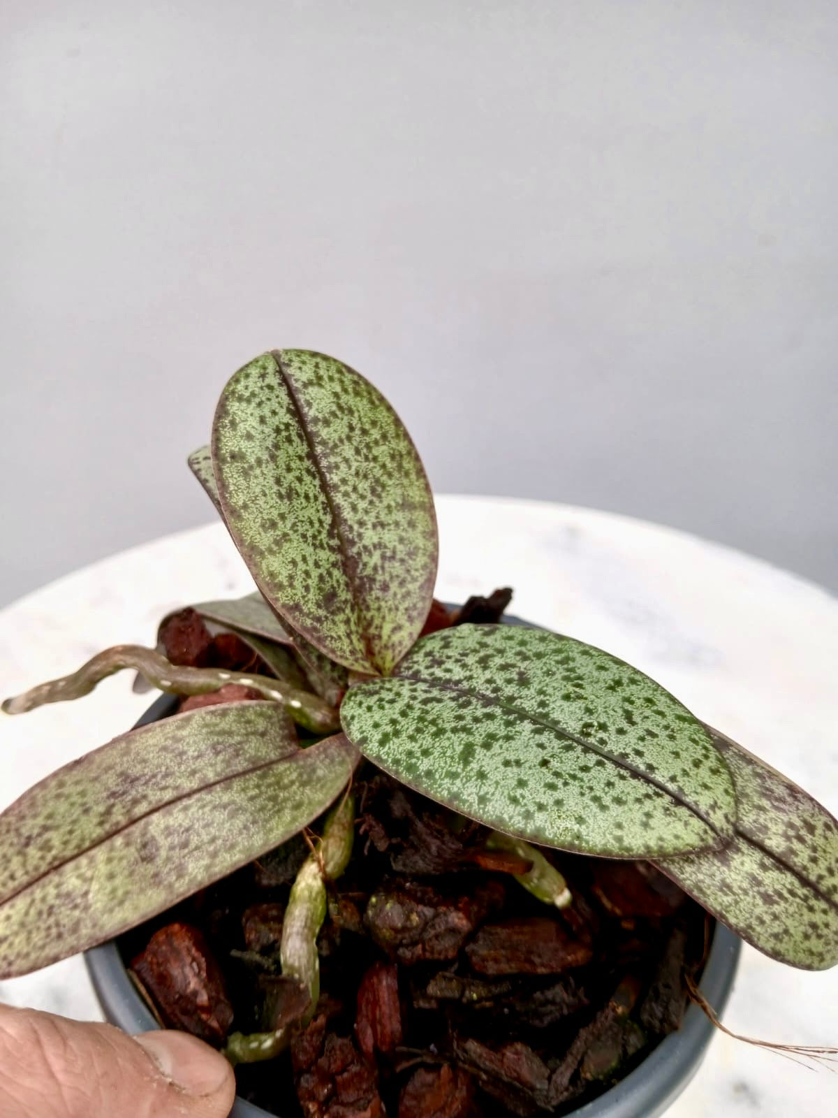 Doritis pulcherrima "Marbled Leaves"