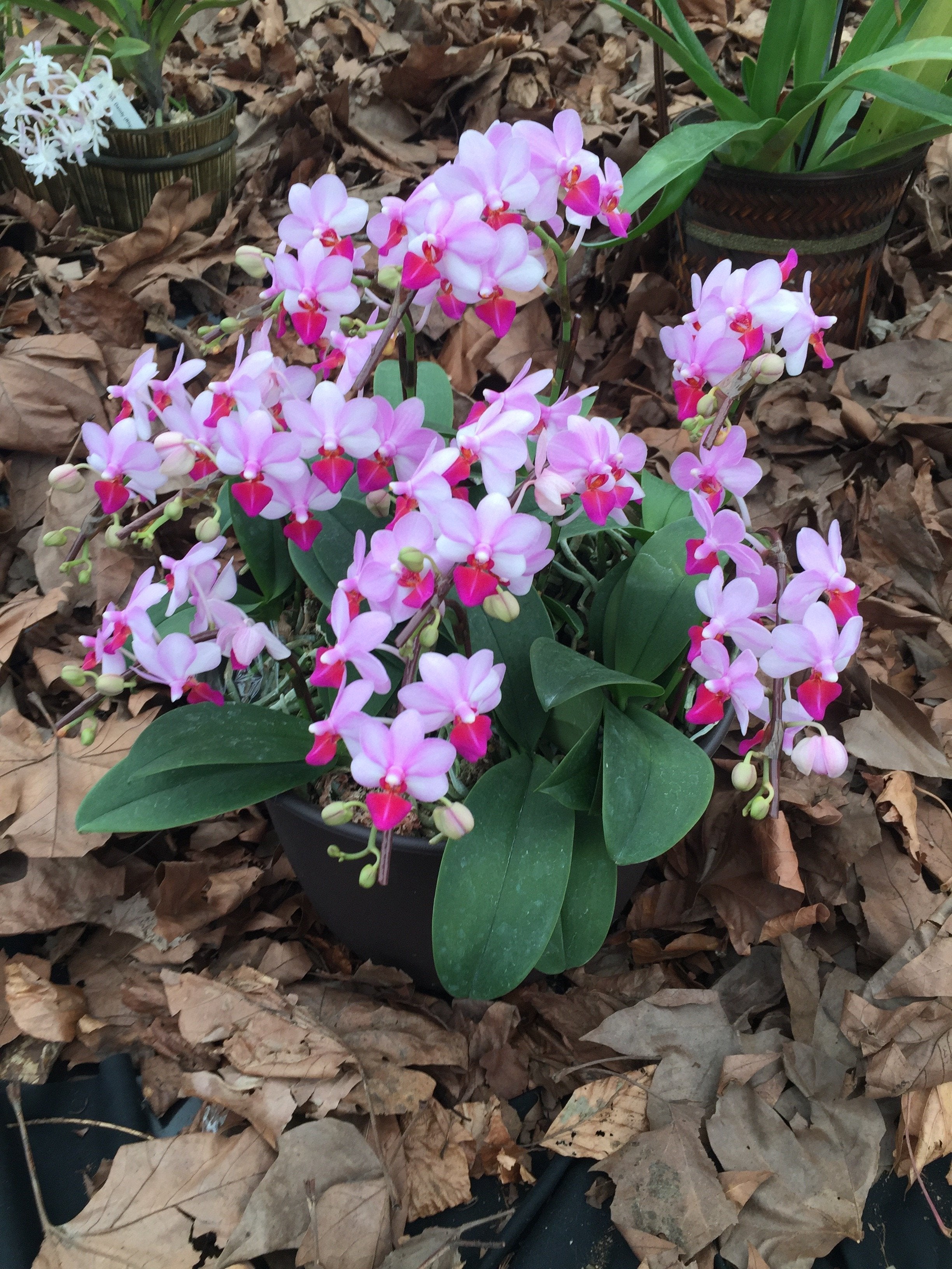 Phalaenopsis Liu's Berry "Orch House"
