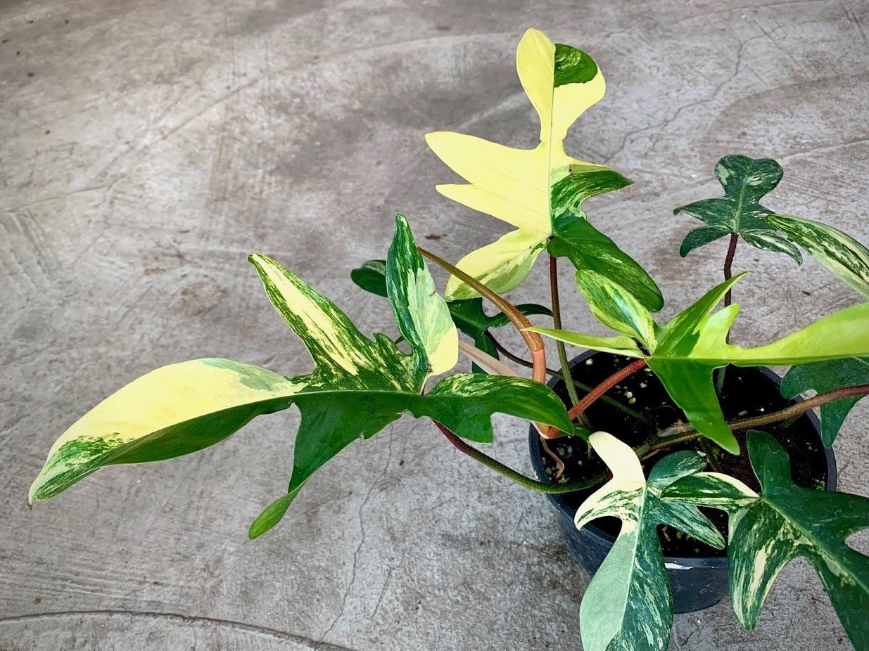 Philodendron Florida Beauty (5/6 Leaves) "Big Plant"