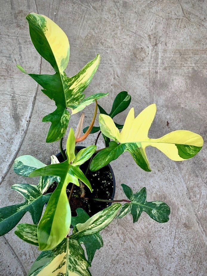 Philodendron Florida Beauty (5-8 Leaves) "Big Plant"