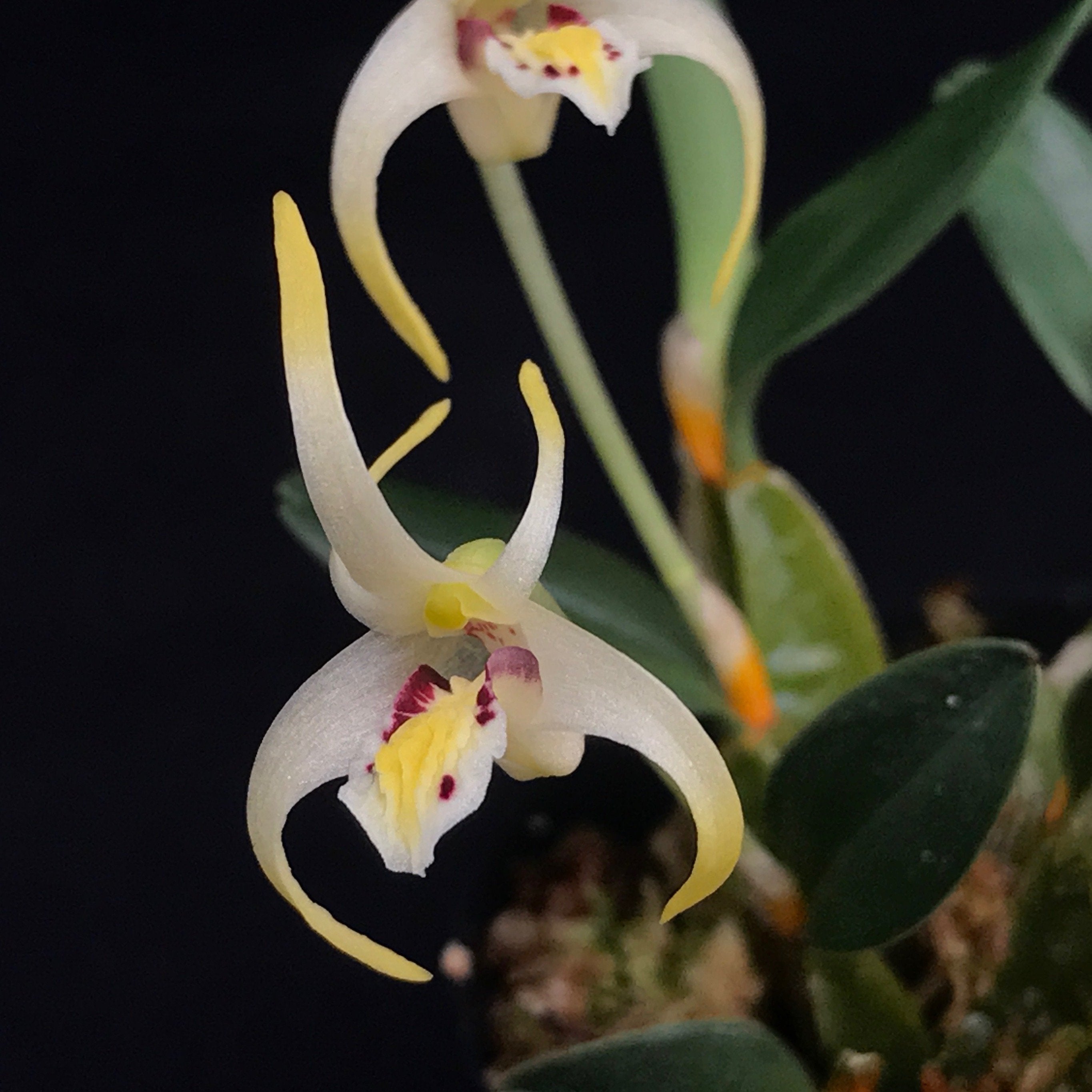 Diplocaulobium chrysotropis