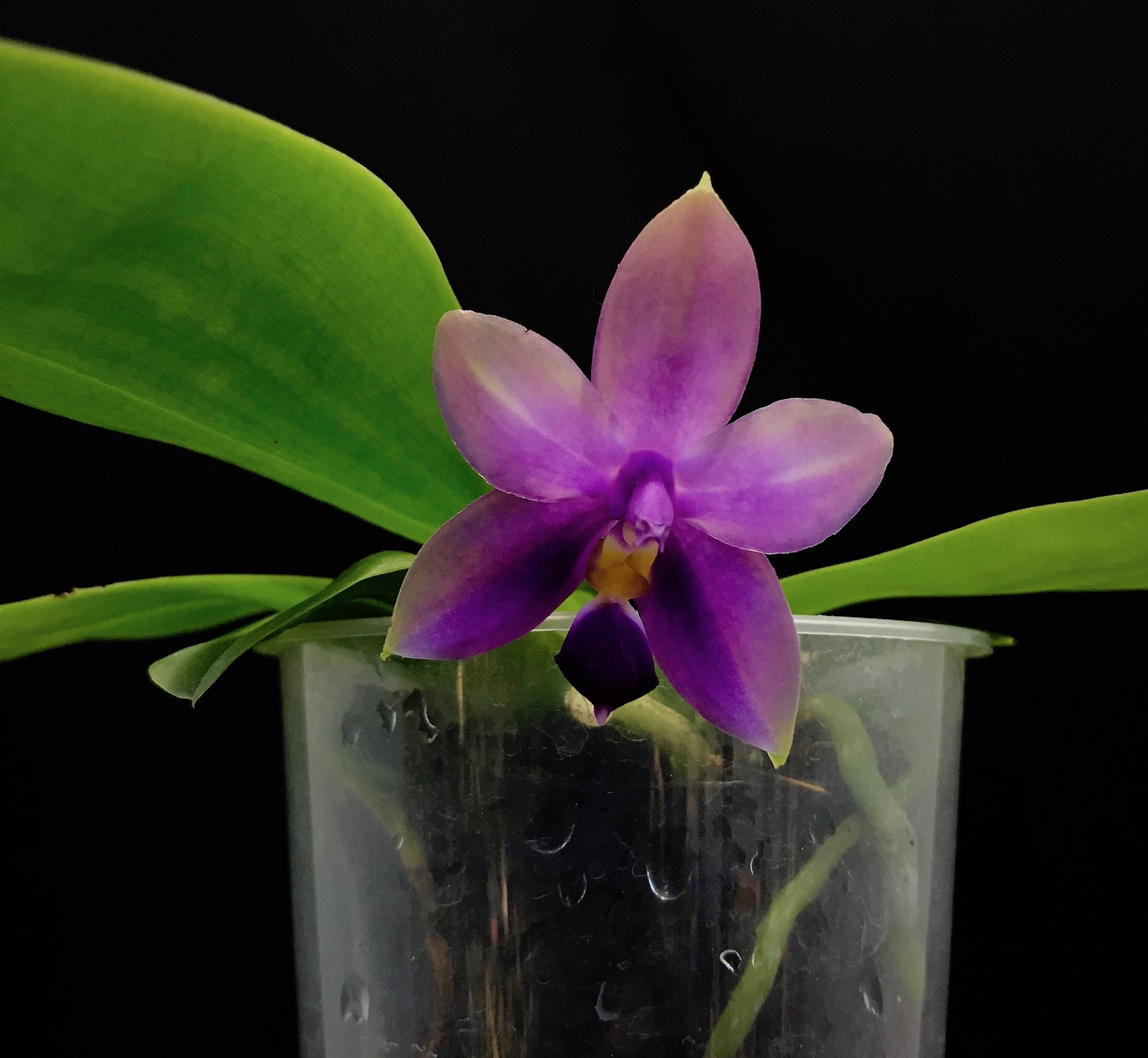 Phalaenopsis Samera (violacea indigo x bellina blue)