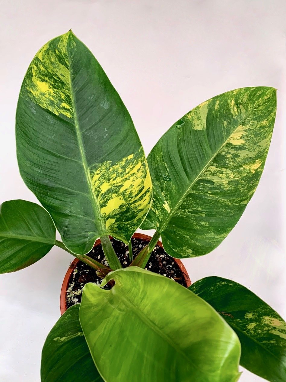Philodendron Green Congo Marble Variegated "Big"