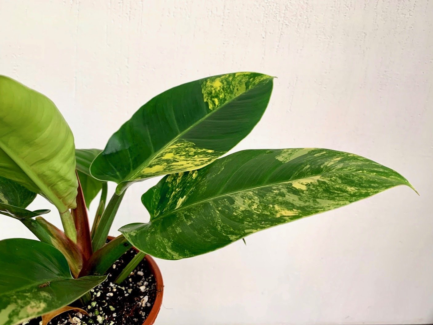 Philodendron Green Congo Marble Variegated "Big"