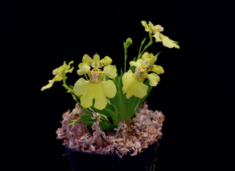 Psychmorchis pusilla “2 plants“