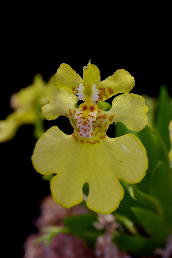 Psychmorchis pusilla “2 plants“