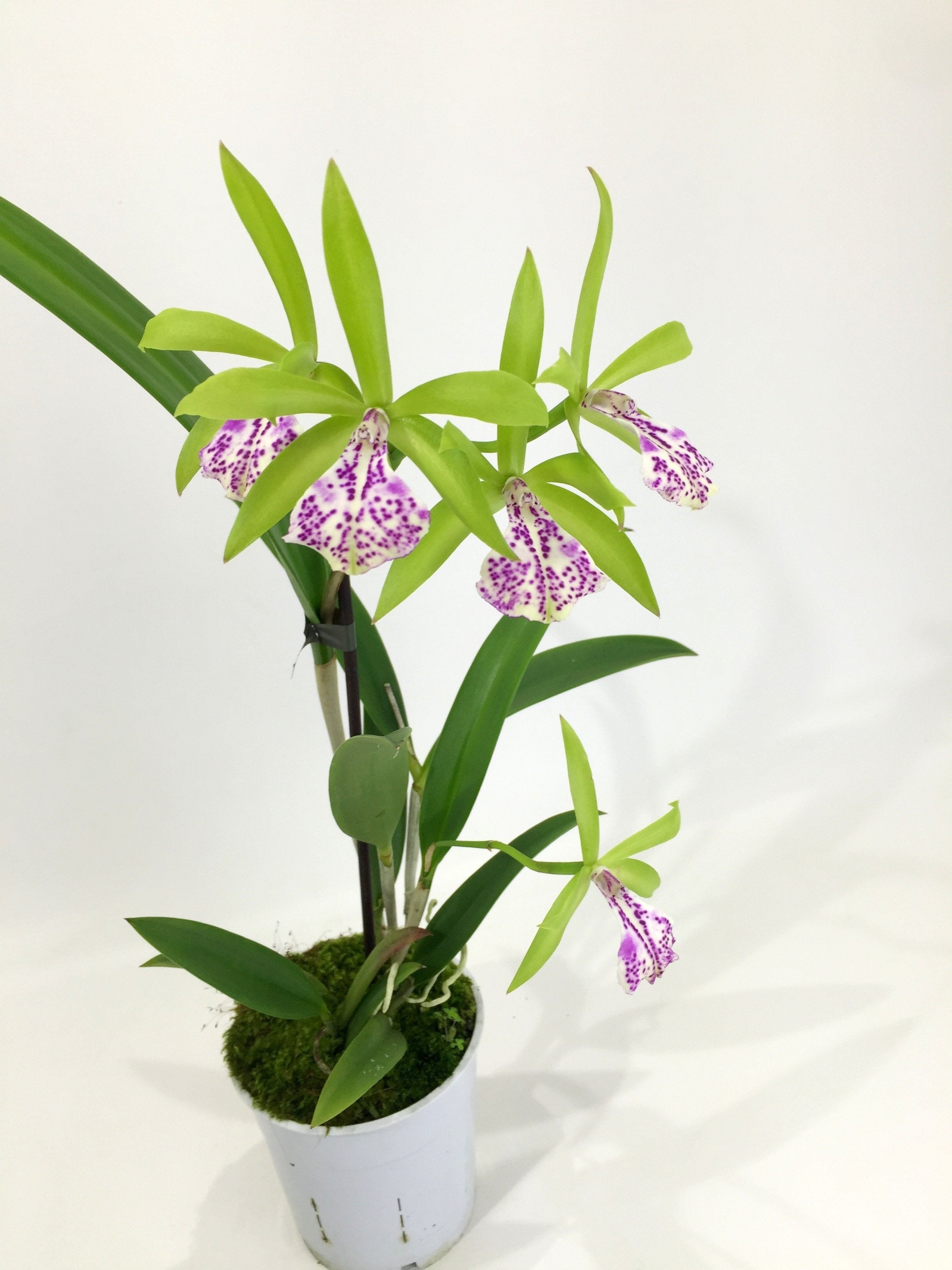 Brassocattleya (Bc.) binosa