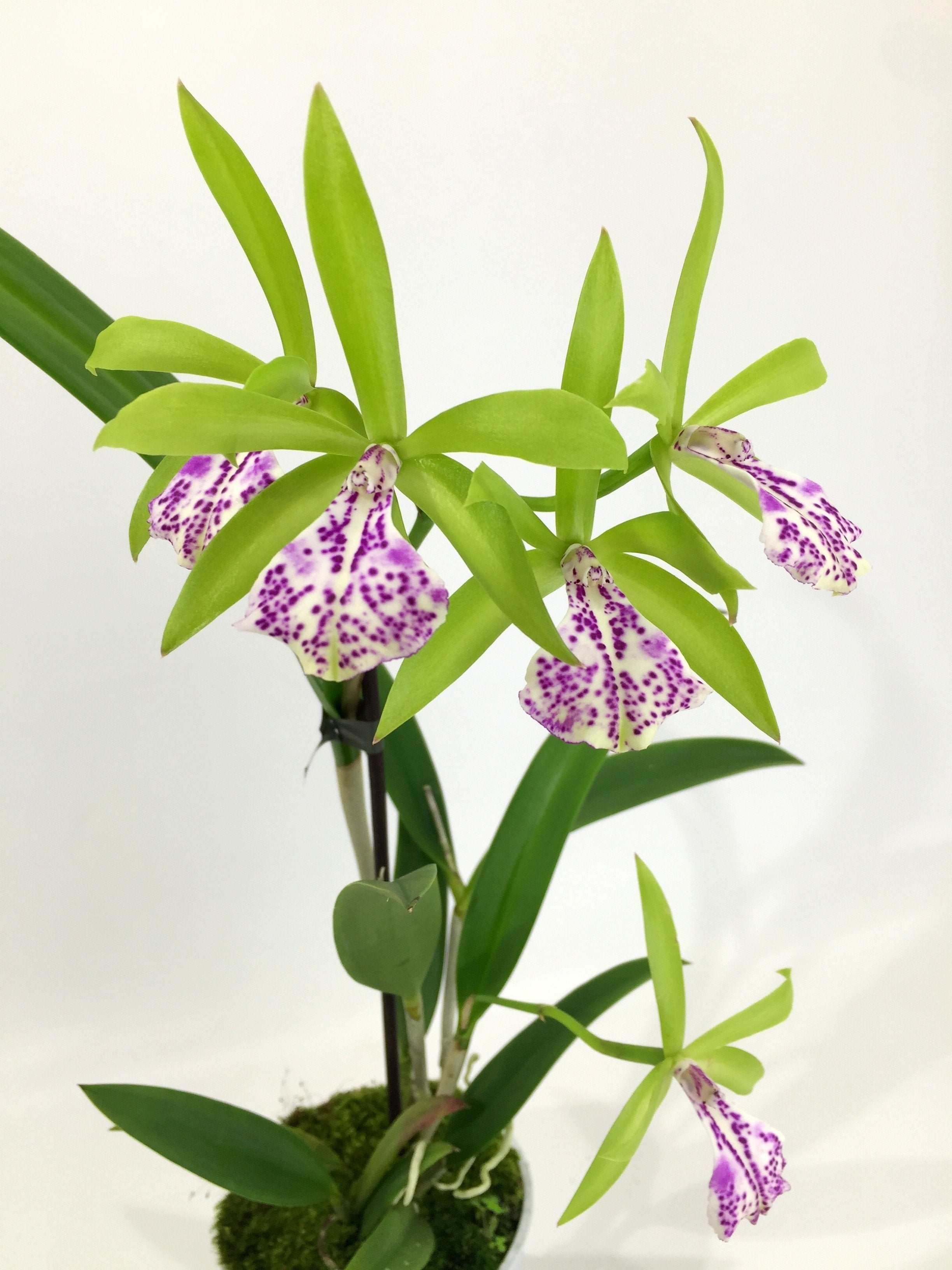 Brassocattleya (Bc.) binosa