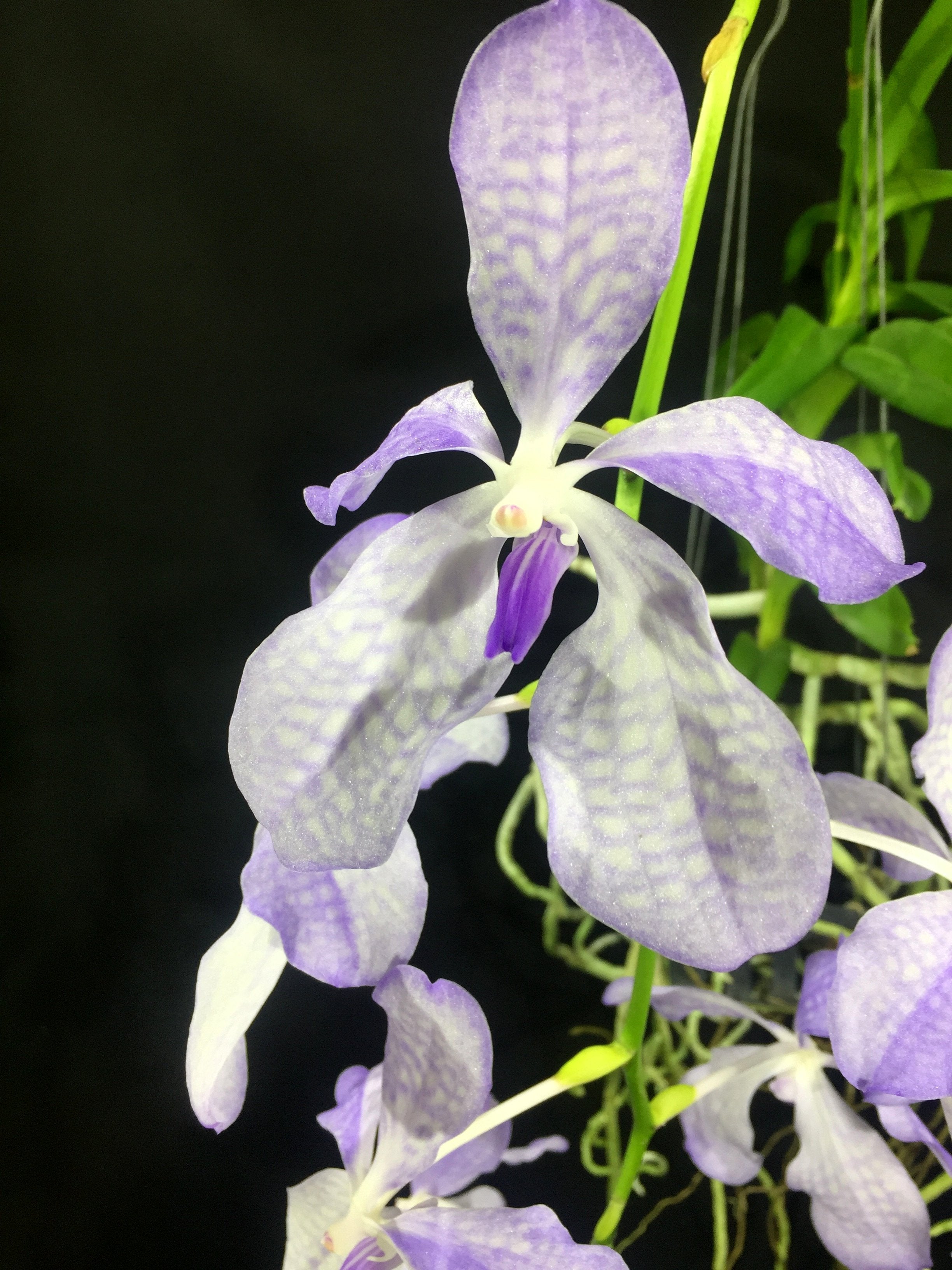 Vanda coerulea "Semi Alba"