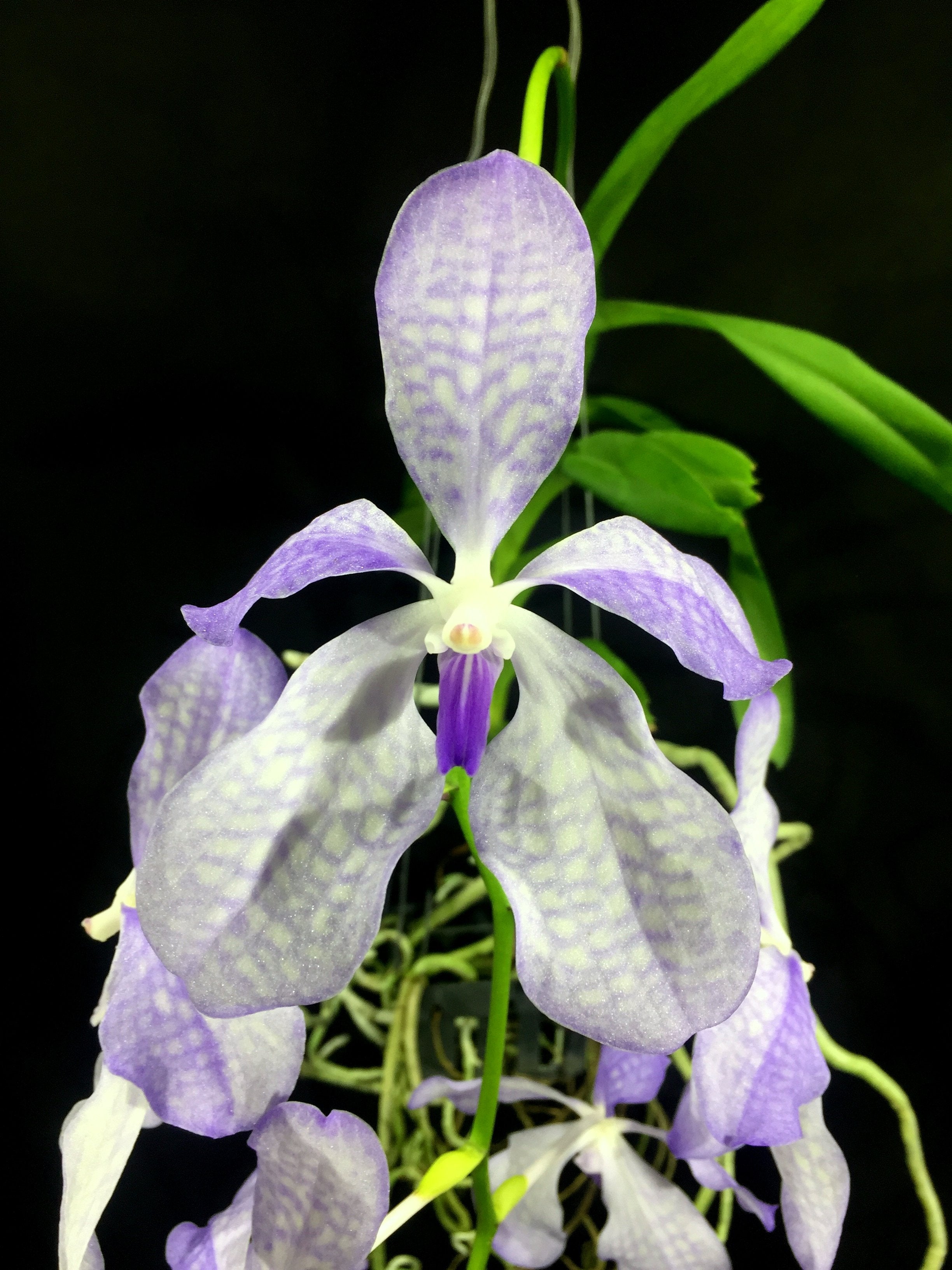 Vanda coerulea "Semi Alba"