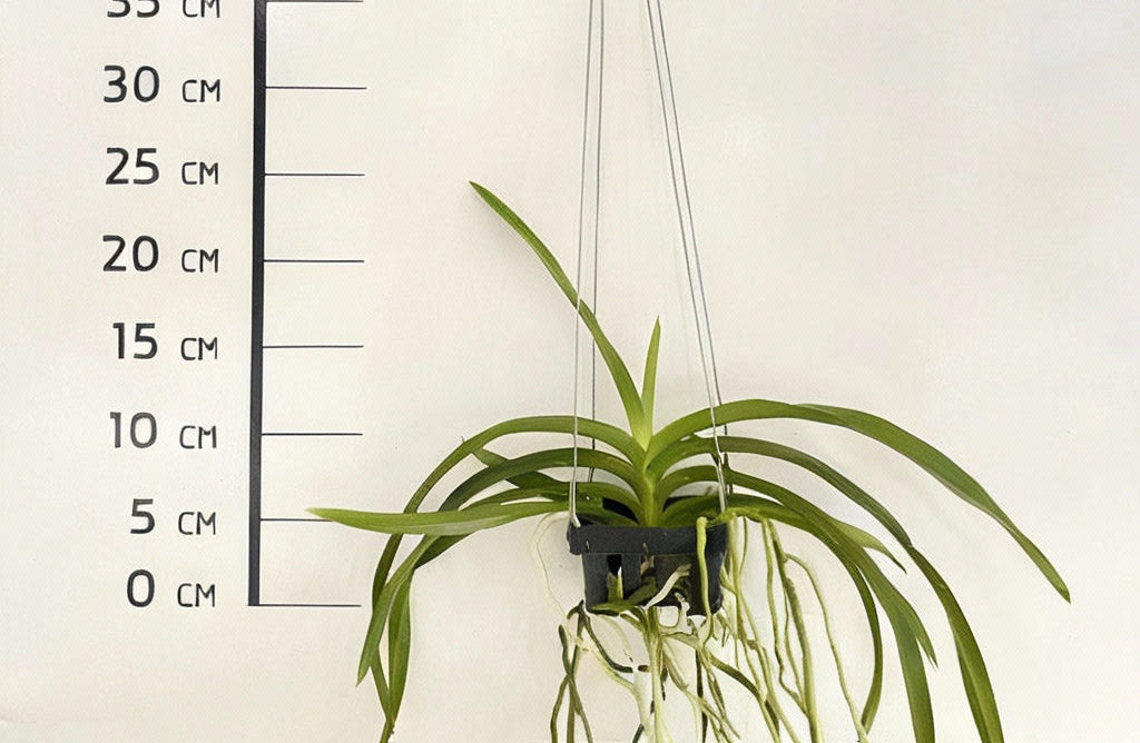 Vanda Dark Black Knight