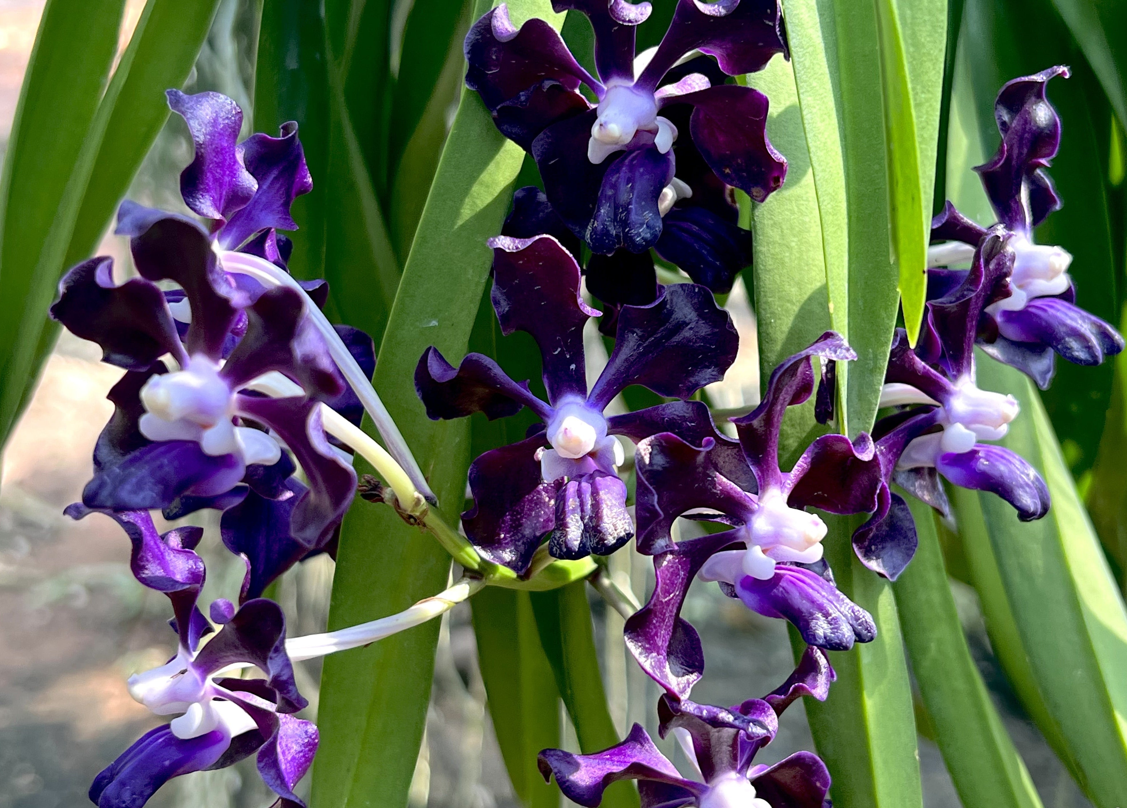 Vanda Dark Black Knight