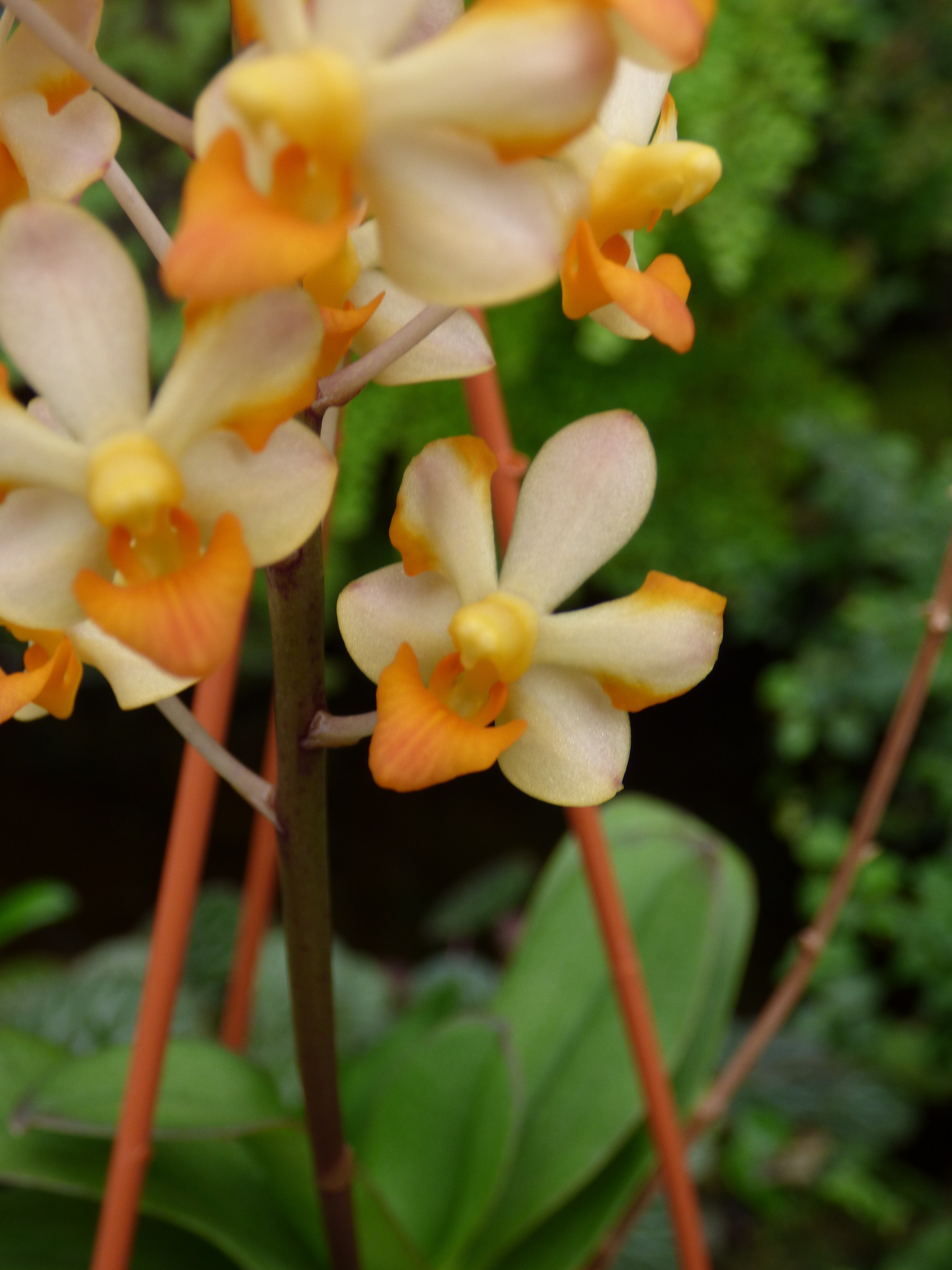 Ascocentrum miniatum x Doritis pulcherrima var. champorensis "White"